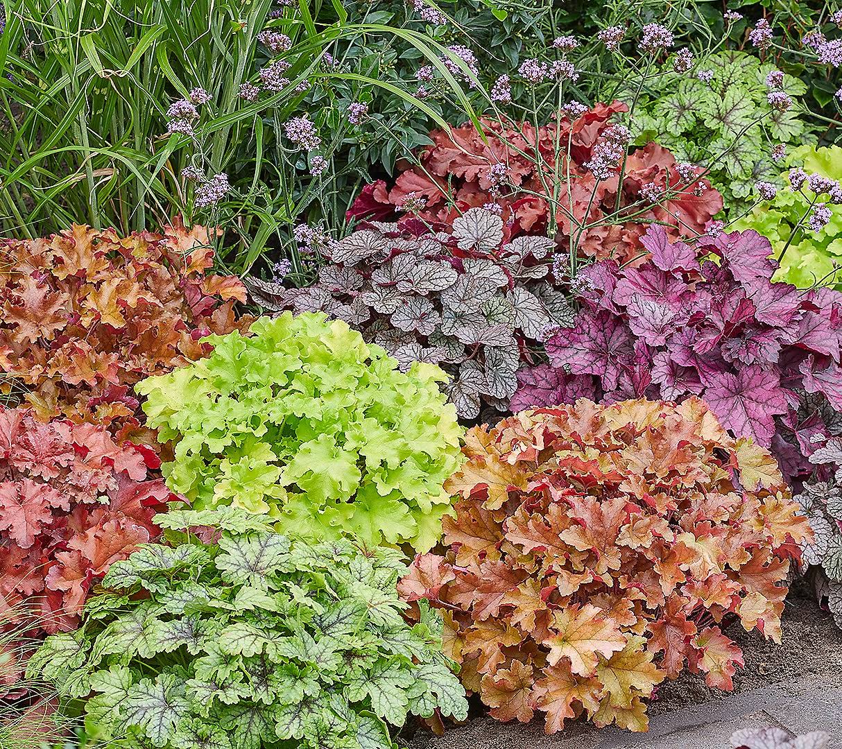 Roberta's 3PC Summer Berry Coral Bells Live Plants