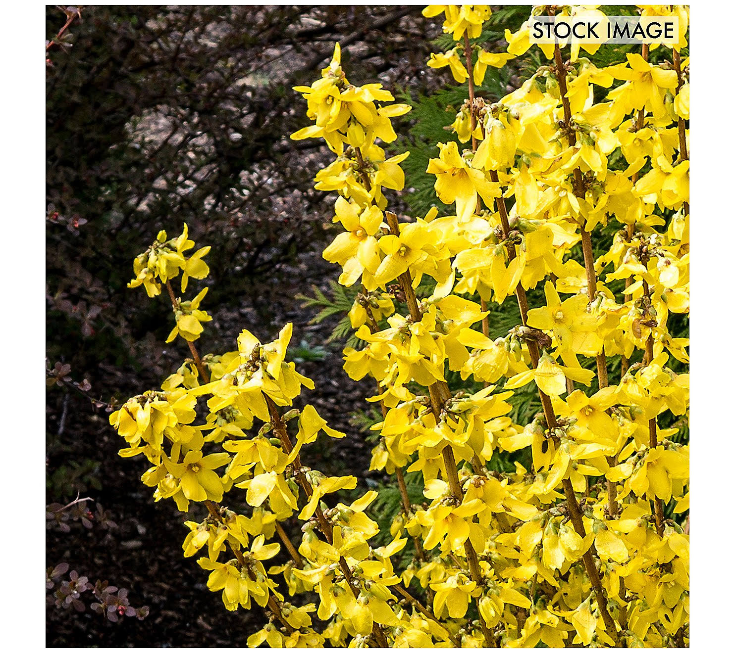 Van Zyverden Forsythia Magical Gold 4