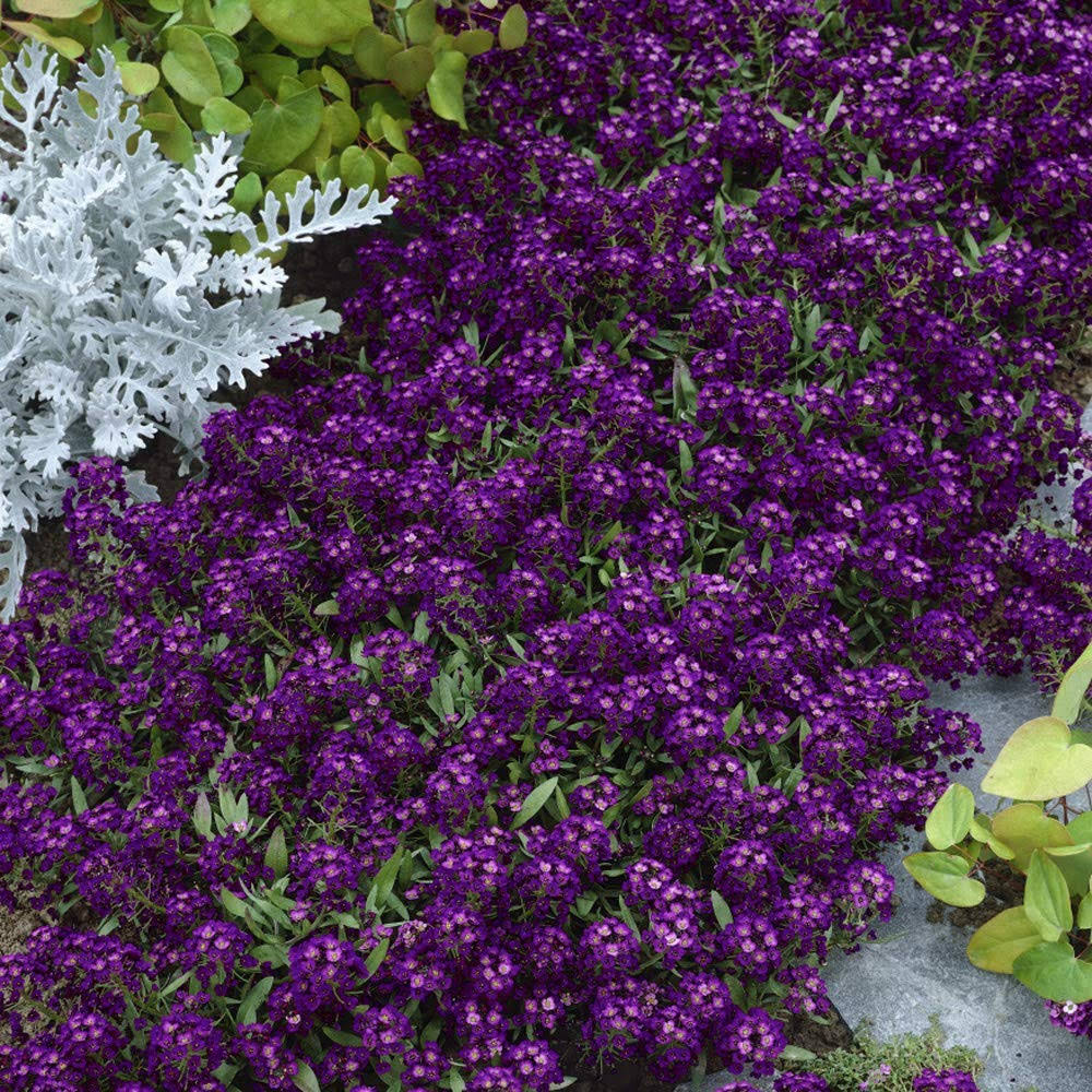 Outsidepride Alyssum Oriental Nights Flower Seed - 10000 Seeds, Purple