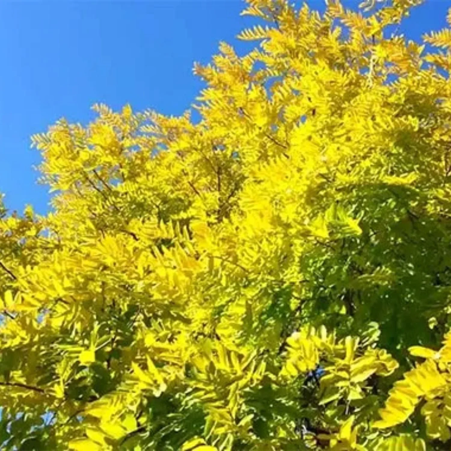 Expert Gardener 3-4' Golden Locust Tree in 7 gal. Grower Pot
