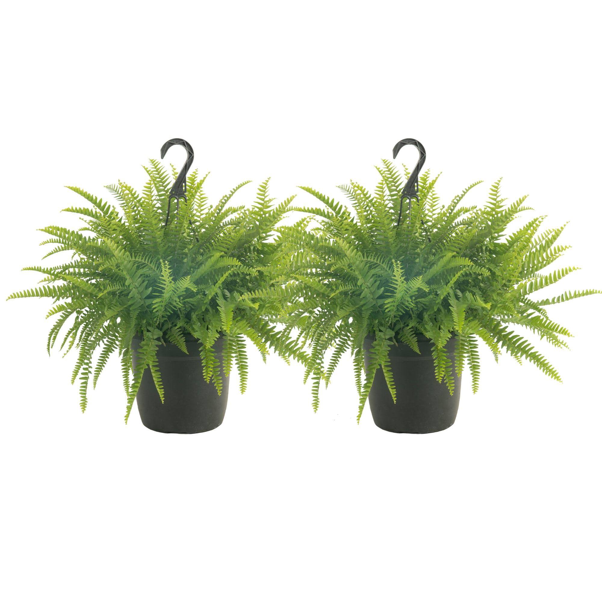 Costa Farms Home Dcor, Premium Live Boston Fern Hanging Basket, 2-Pack, Direct