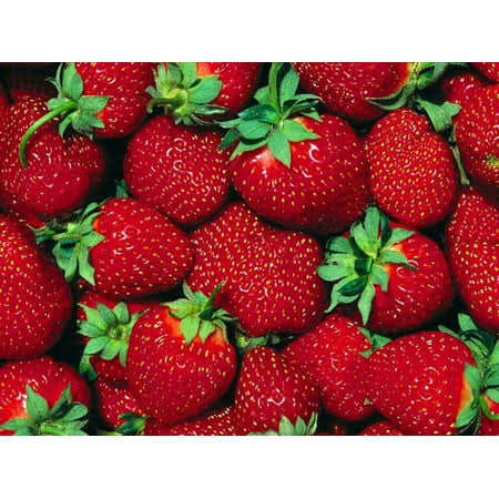 Hirt's Gardens Fort Laramie Everbearing Strawberry 25 Bare Root Plants - Hardiest Everbearer