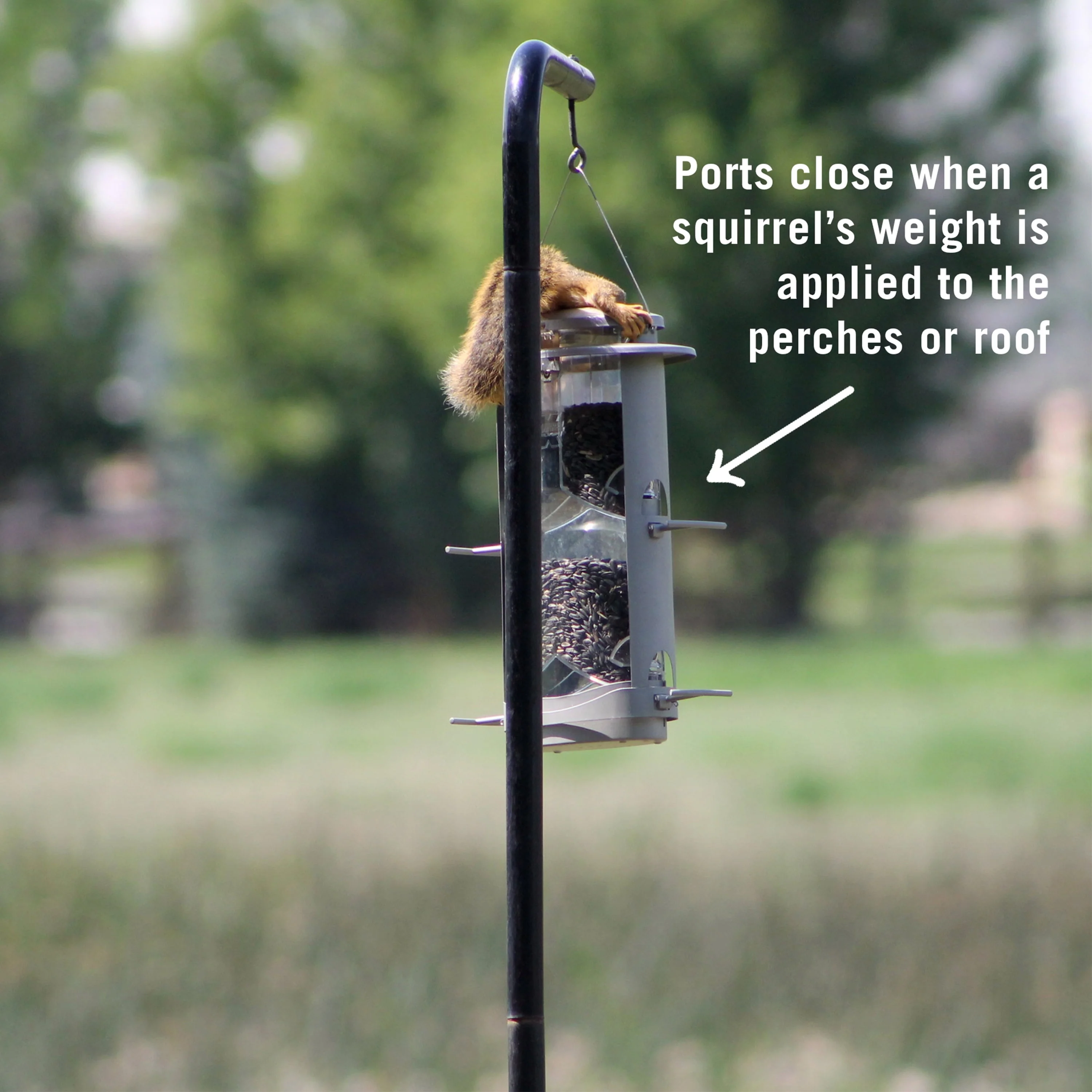 Squirrel - X, X1 Squirrel Resistant Wild Bird Feeder, 4.2 lb Seed Capacity, Satin Nickel Finish