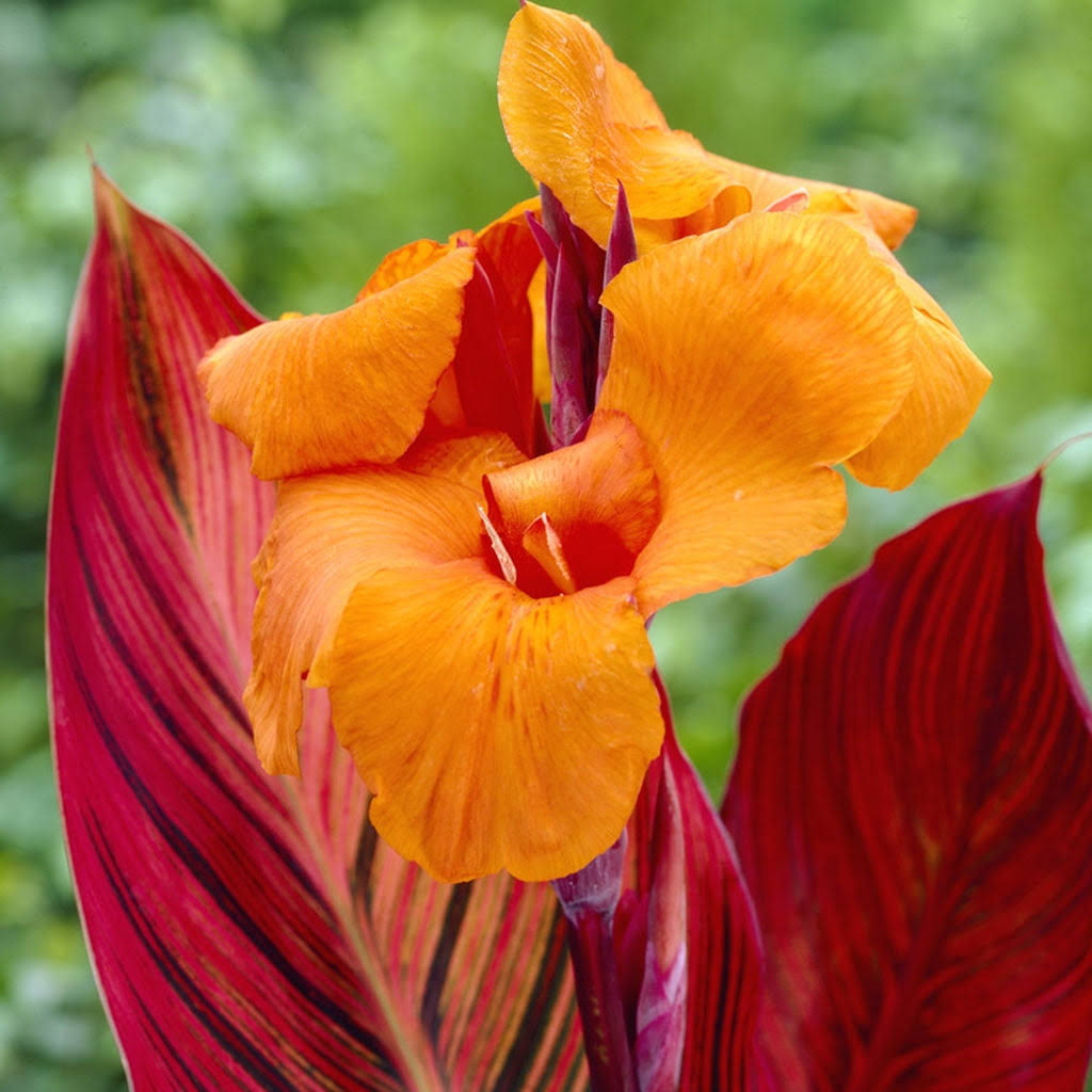 Van Zyverden Cannas Phaison, Set of 6 Bulbs