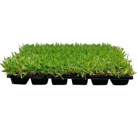 St. Augustine Palmetto 9 Live Extra Large Grass Plugs Drought, Salt & Shade Tolerant Turf Sod, Size: 9 Plugs, Green