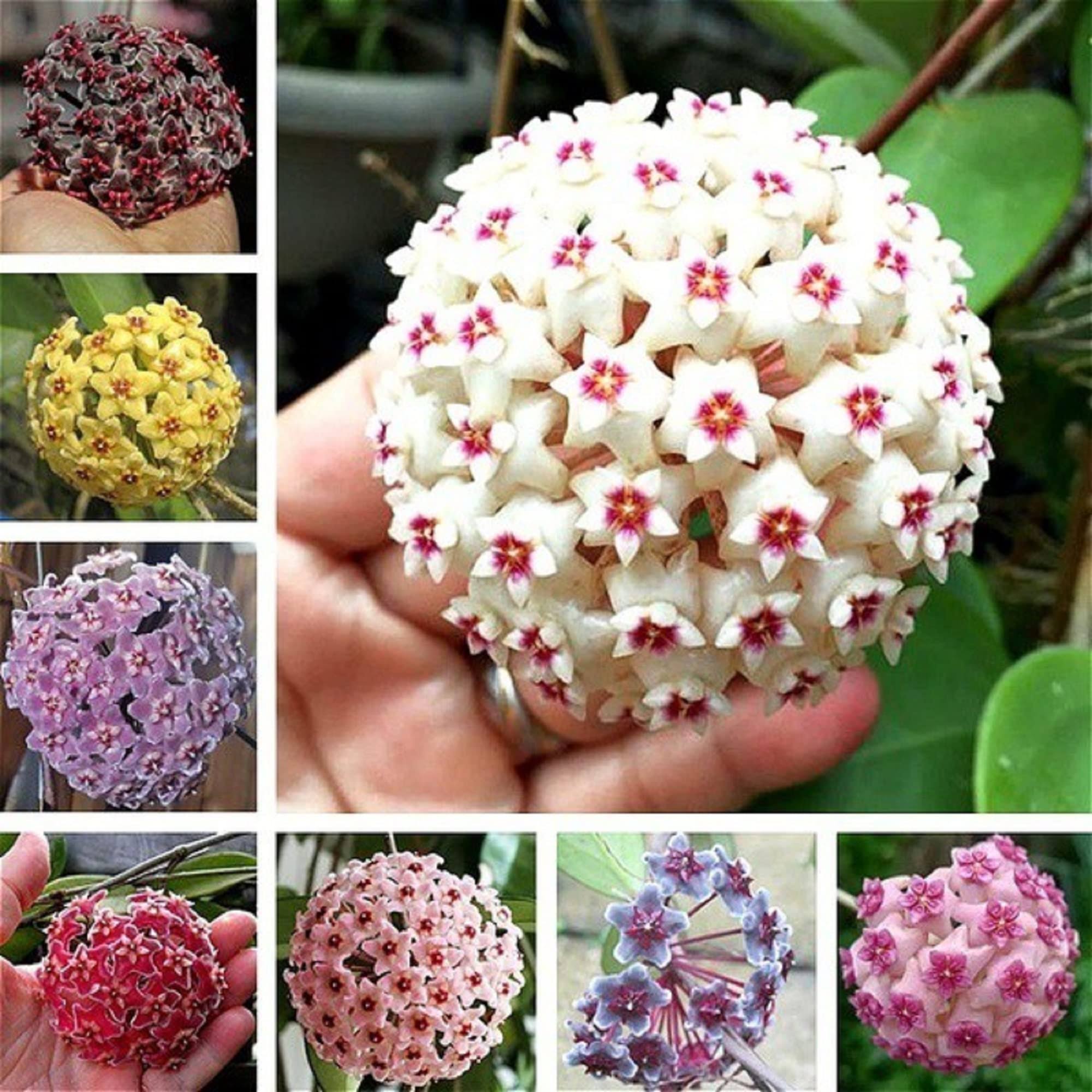 CHUXAY Garden Mix Hoya Carnosa-Porcelainflower,Wax Plant 200 Seeds Hardy Apocynaceae Flowering Plant Houseplant Sweetly Scented Flowers White Pink