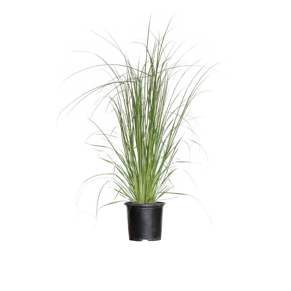 Flowerwood Outdoor Live Pampas Grass Ornamental Grass 2.5 qt, White