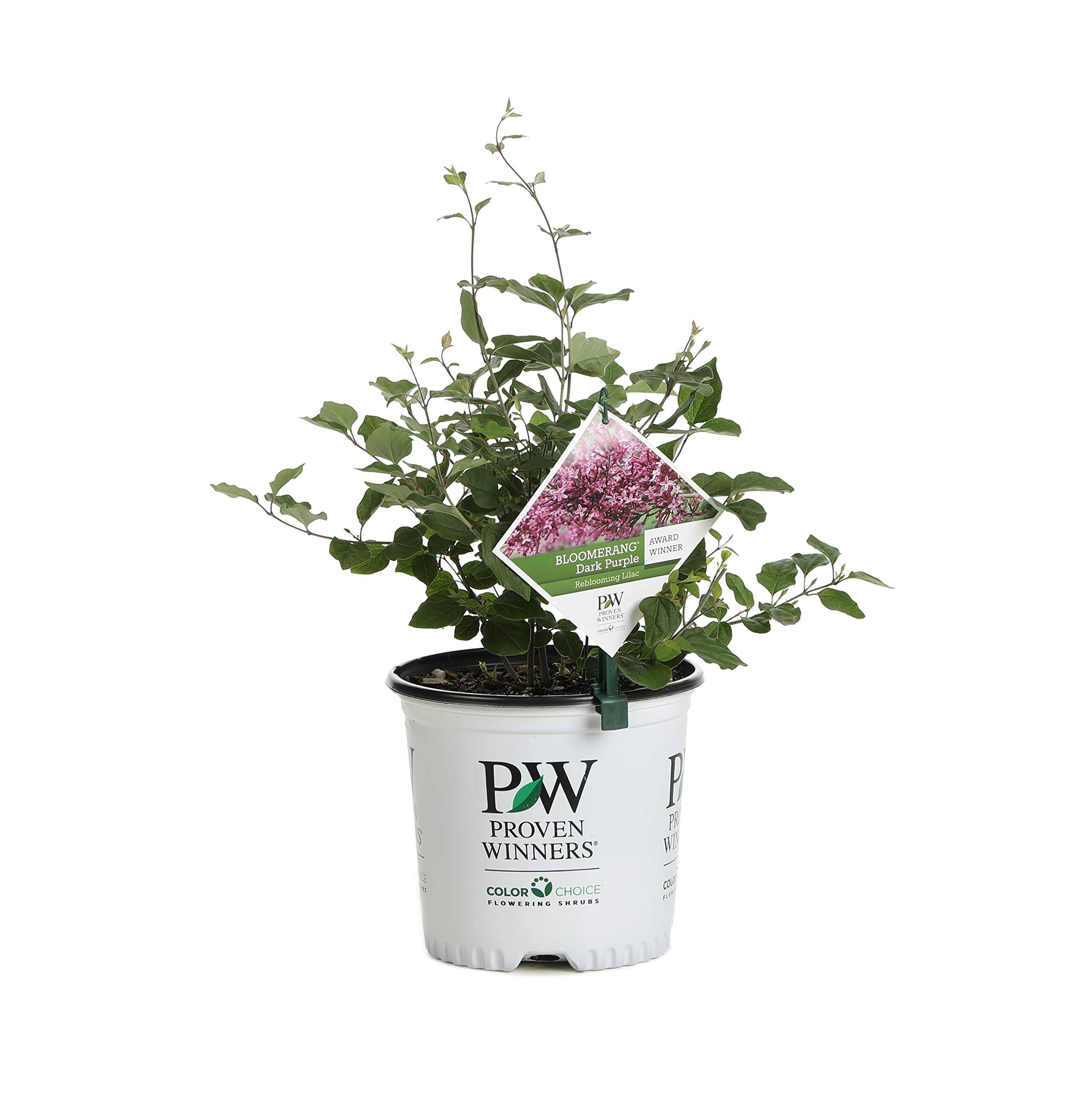 Proven Winners 1 gal. Bloomerang Dark Purple Reblooming Lilac (Syringa) Live Shrub, Purple Flowers