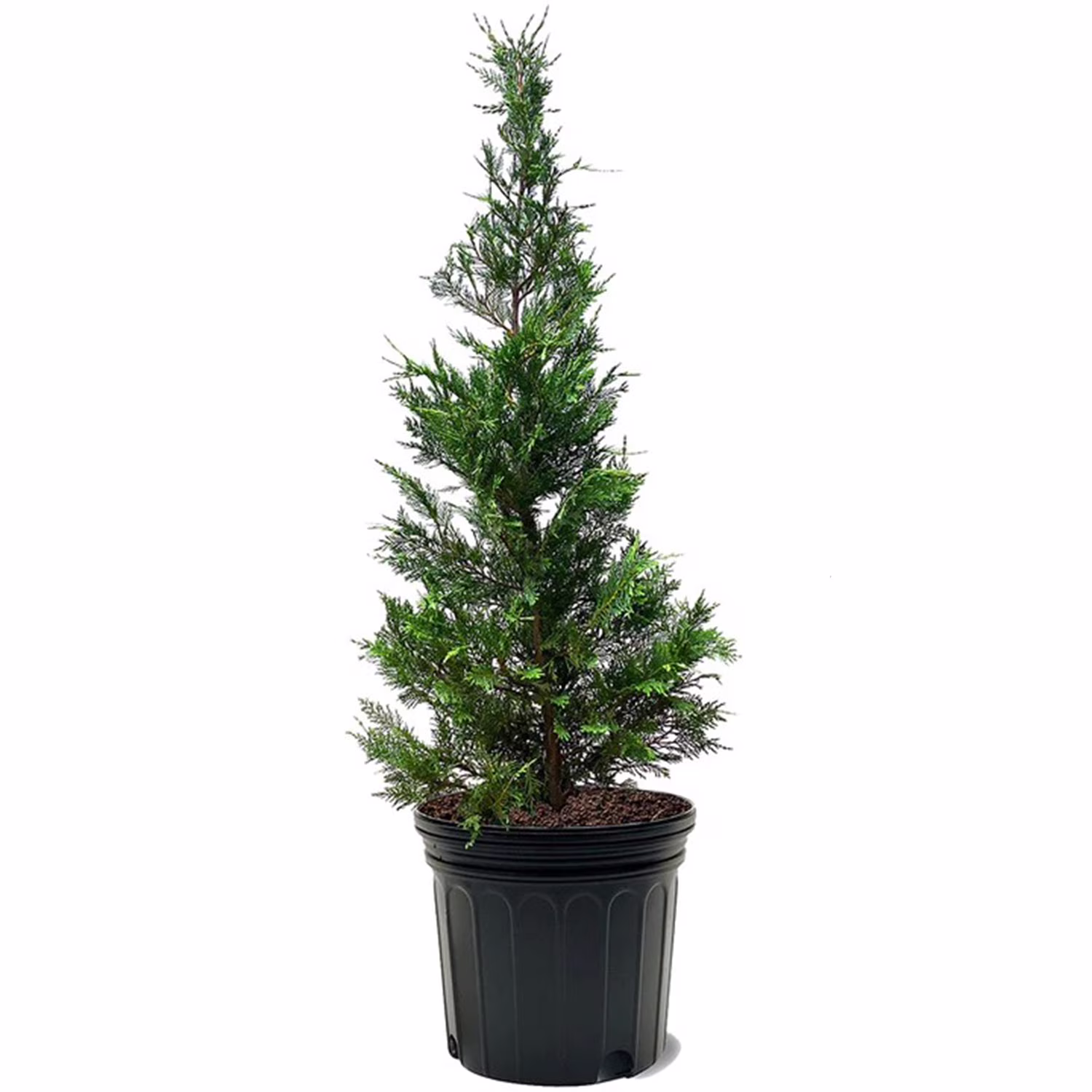 Expert Gardener 3-4 ft. tall Leyland Cypress Live Tree in 7-Gallon Grower Pot