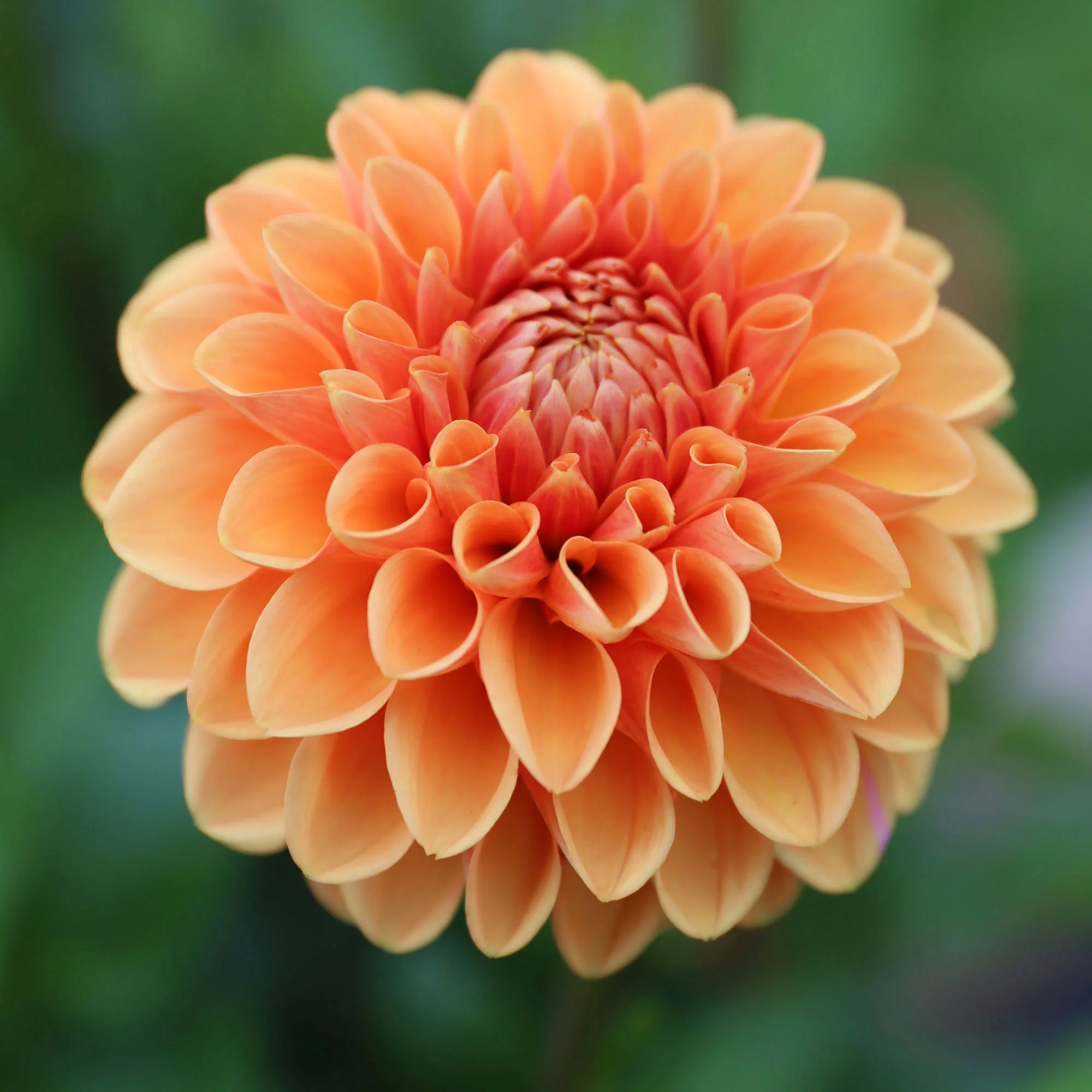 Longfield Gardens Dahlia Collections Assorted Colors, 12-count