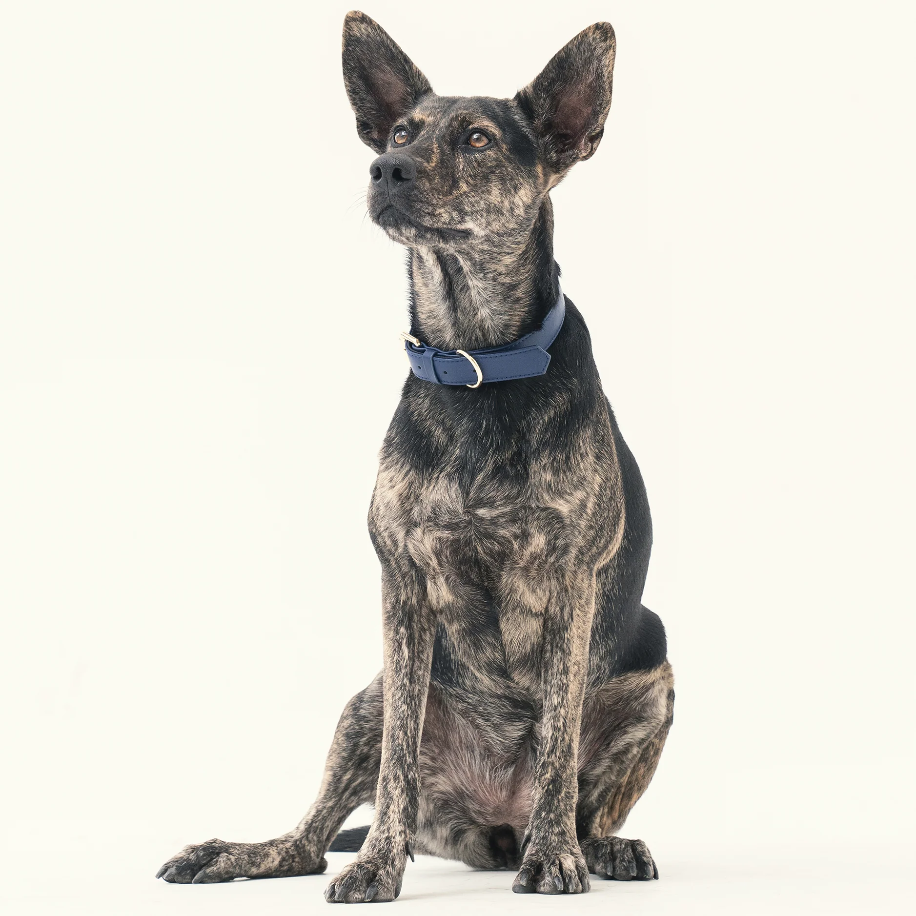 Collar - Midnight Blue
