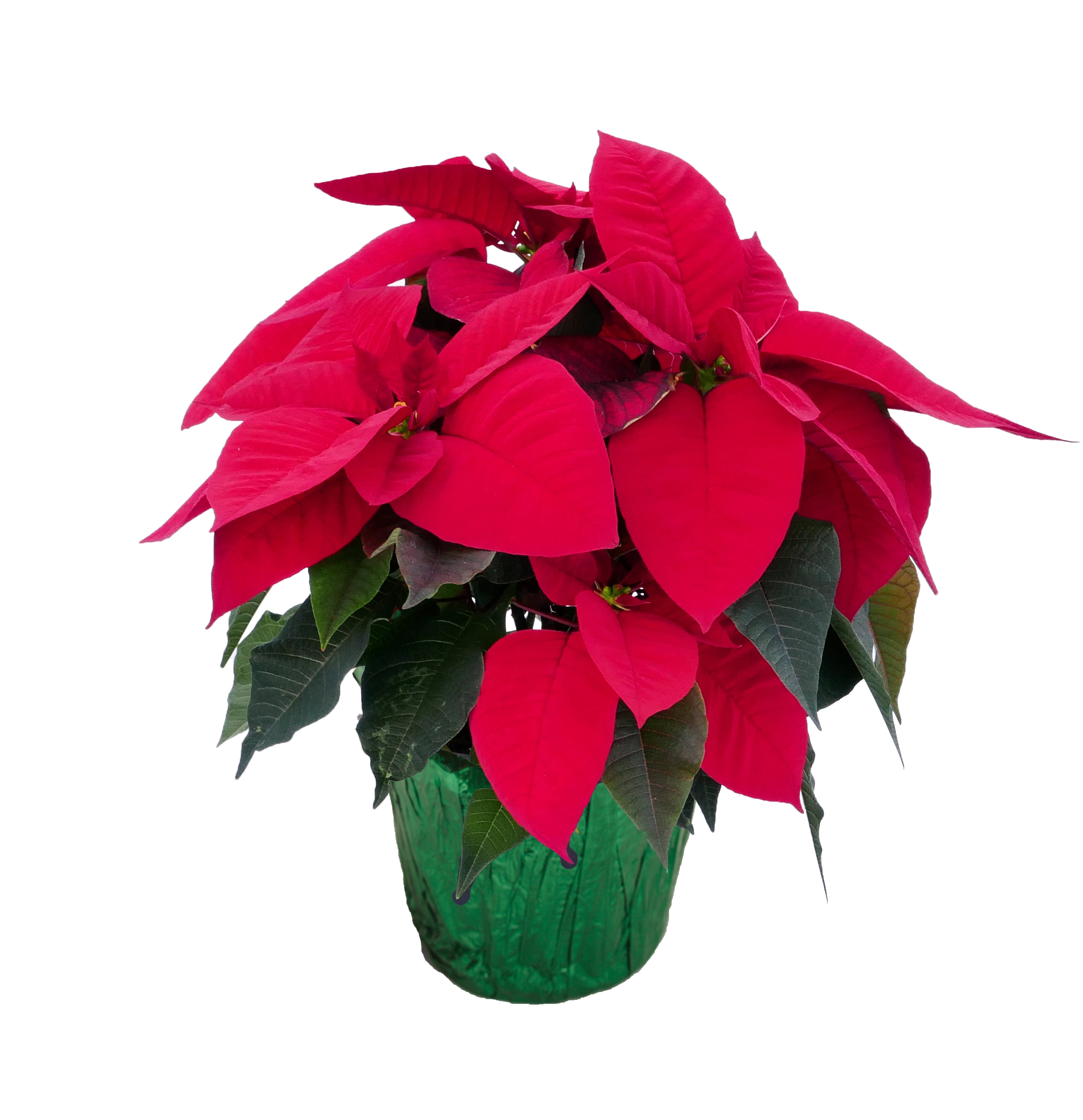 Expert Gardener 1.68qt Red Poinsettia Indirect Sunlight Live Plants