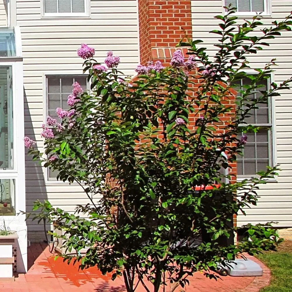 Expert Gardener 3-4 ft. tall Muskogee Crape Myrtle Live Tree in 7-Gallon Grower Pot