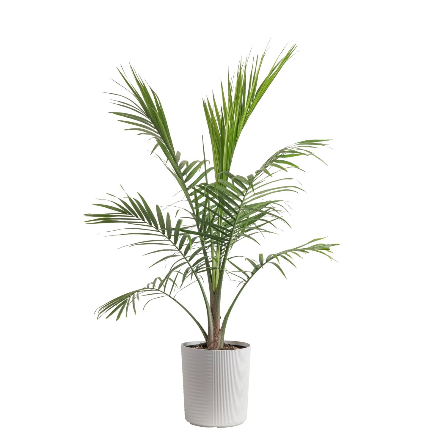 Costa Farms Plants with benefits Live Plant Green Majesty Palm Plant in 10in Decor Pot, Size: Large