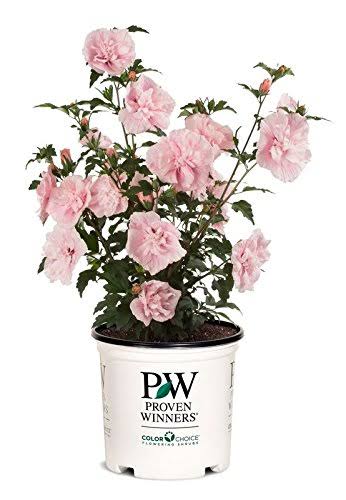 Green Promise Farms Pink Chiffon Rose of Sharon, Pink Flowering Plant in 3 Gallon Pot - Hibiscus Syriacus 'Pink Chiffon'