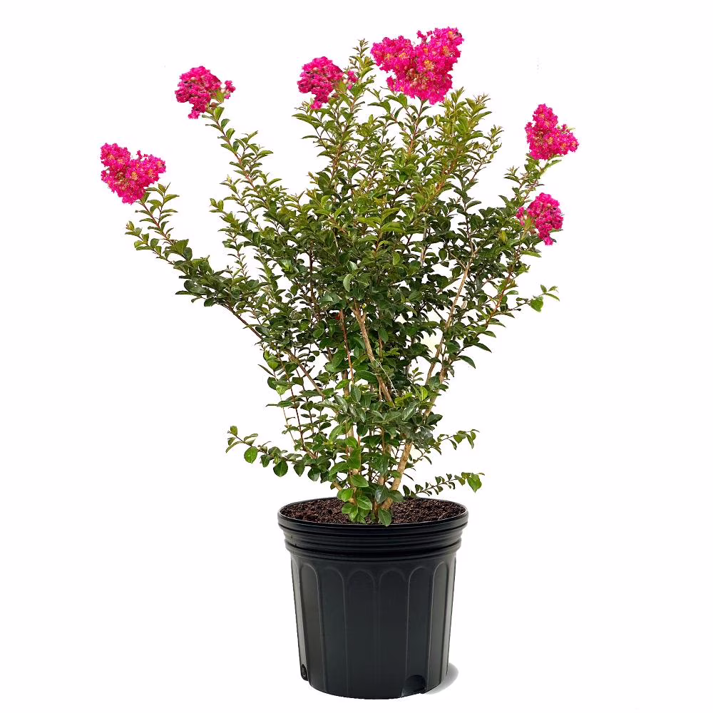 Expert Gardener 3-4 ft. tall Tonto Crape Myrtle Live Tree in 7-Gallon Grower Pot