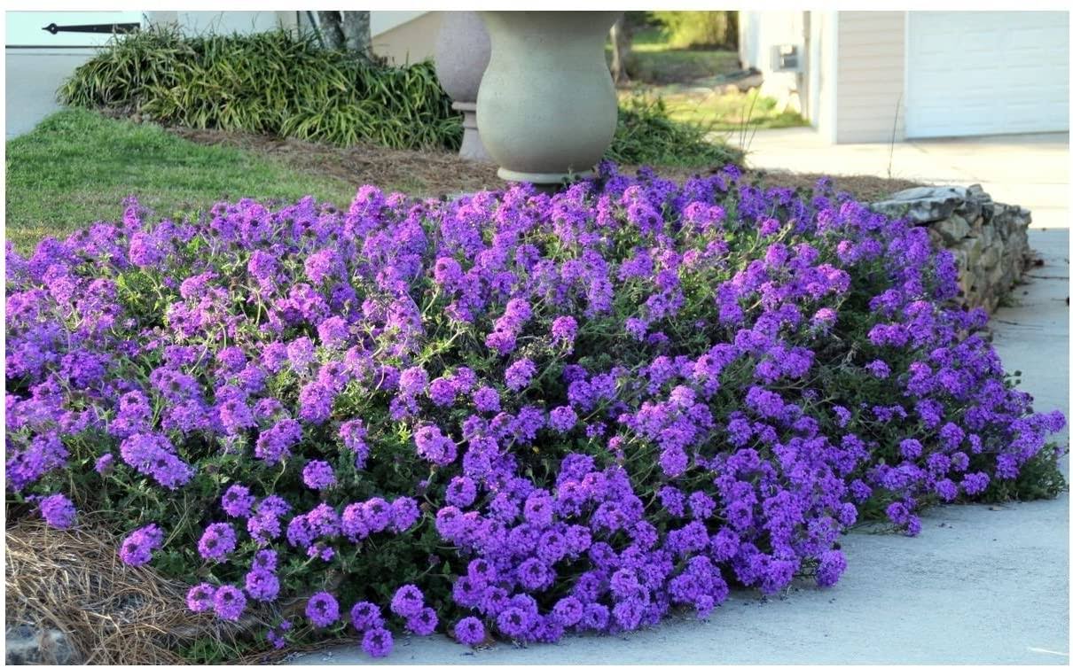 KVITER Moss Verbena - 50 + Groundcover Seeds - Creeping Perennial Purple Flower - USA
