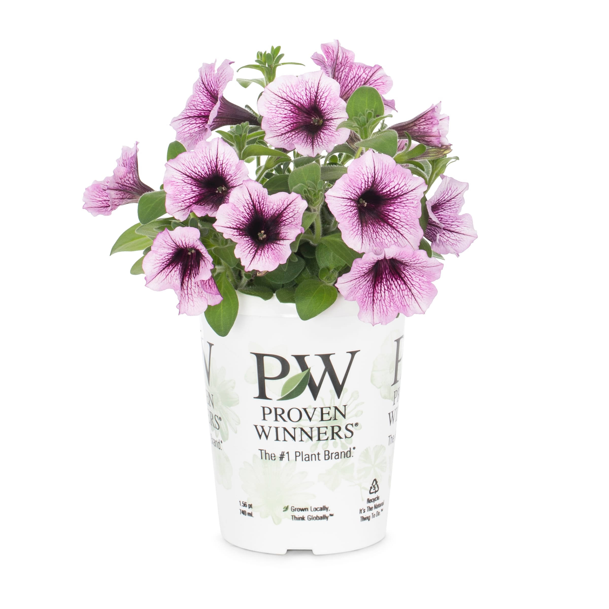 Proven Winners Supertunia Bordeaux in 1.56-Pint Pot | Nursery