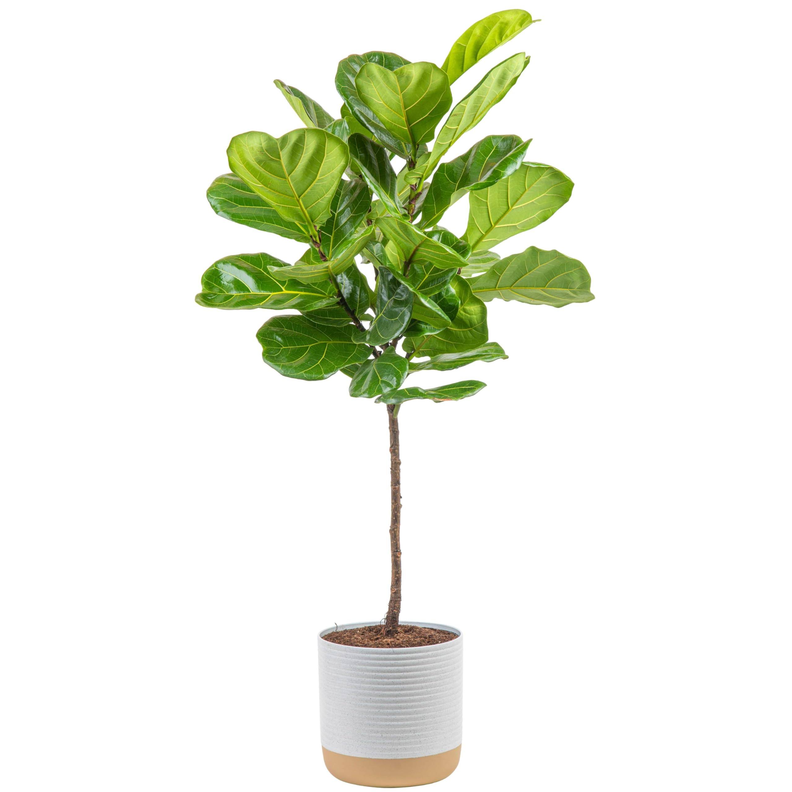 Costa Farms Fiddle Leaf Fig Tree, Ficus Lyrata Live Indoor Plant Potted in Indoor Garden Plant Pot, Potting Soil, Floor Houseplant Gift for