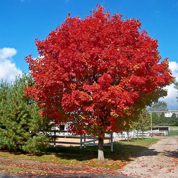 5-6 ft. - Red Sunset Maple Tree - Dazzling Foliage