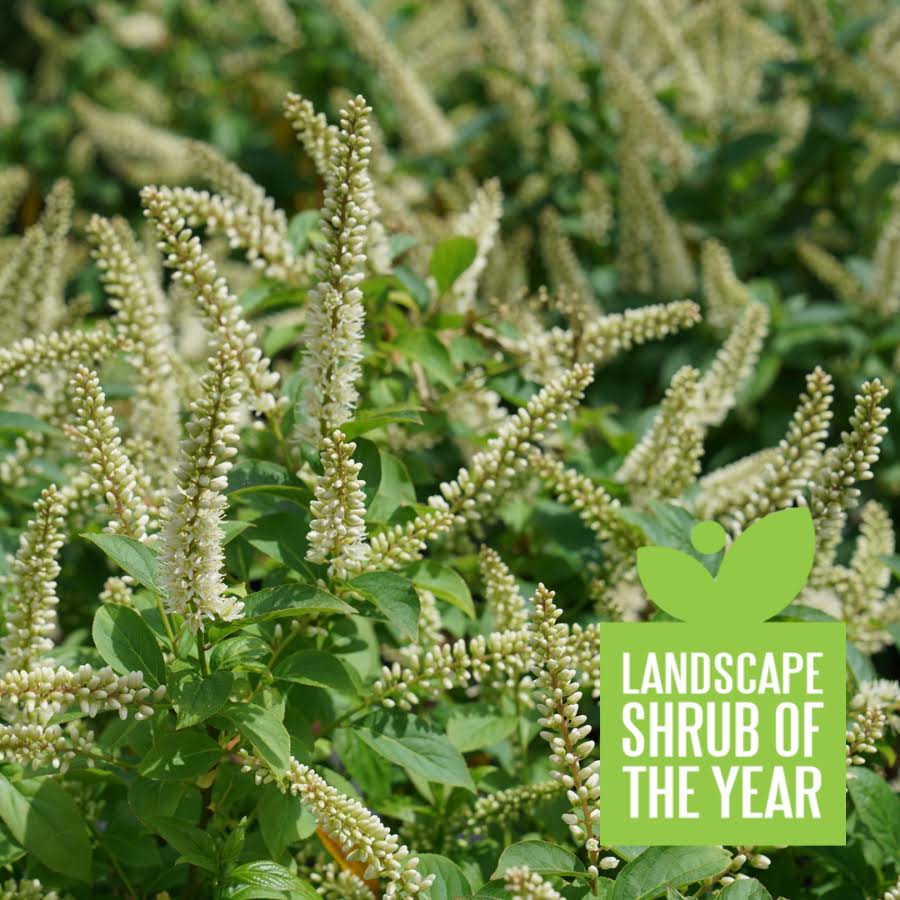 Proven Winners Shrub Plants|Fizzy Mizzy Sweetspire (Itea)