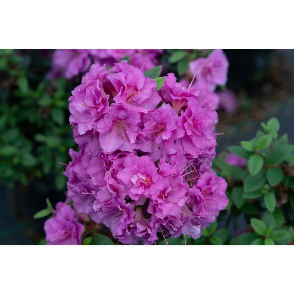 Proven Winners RHOPRC3007800 Perfecto Mundo Double Reblooming Azalea Live Plant, 4.5 in. Quart, Purple Flowers