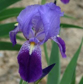 Purpleblue German Bearded Reblooming Iris 1 RhizomeBulbRoot Ready for Planting Now