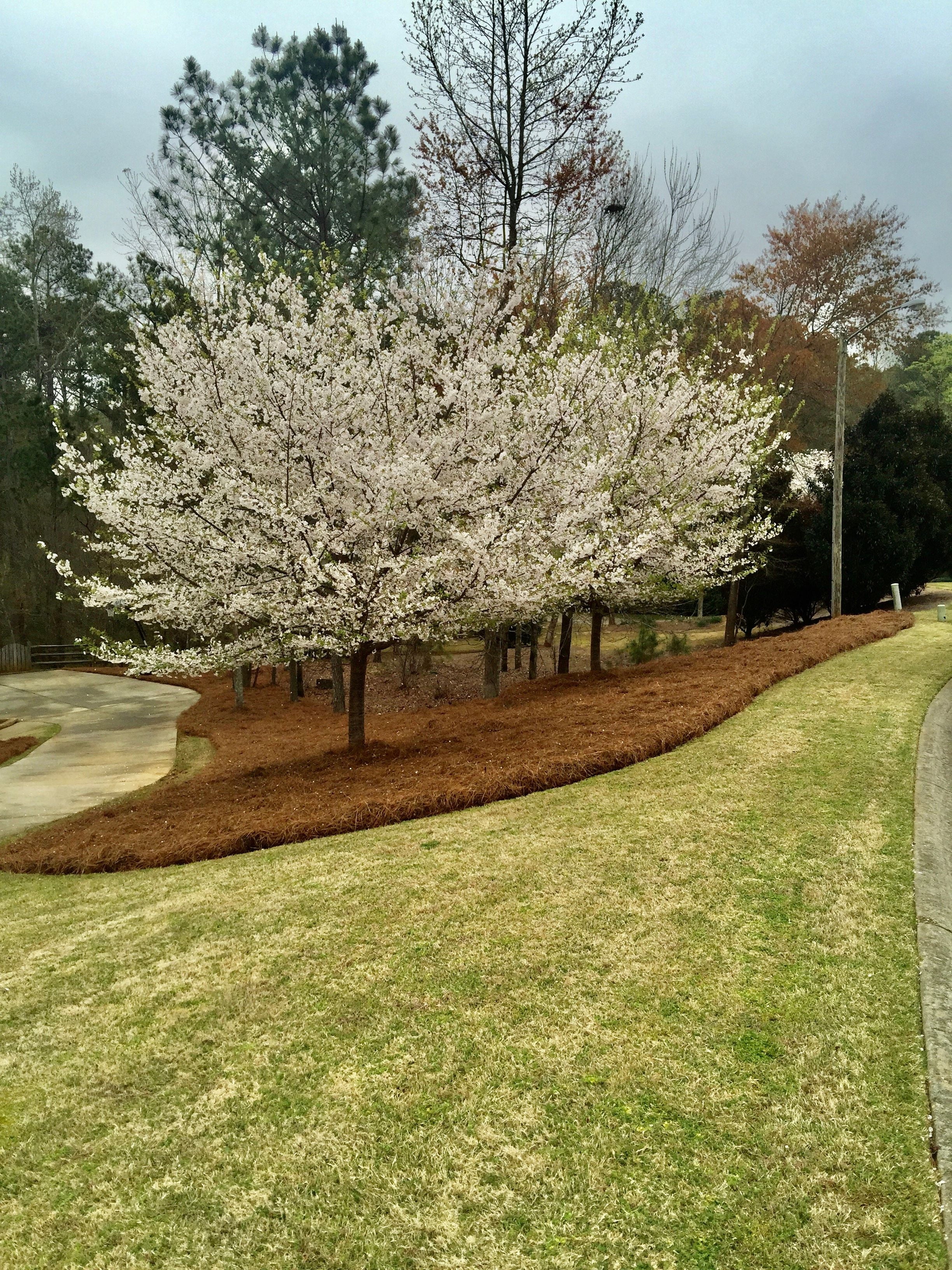 USA Pine Straw Mulch, Premium Long Needle Mulch, Natural Beauty Boost for Garden, Covers 3600 Sqft