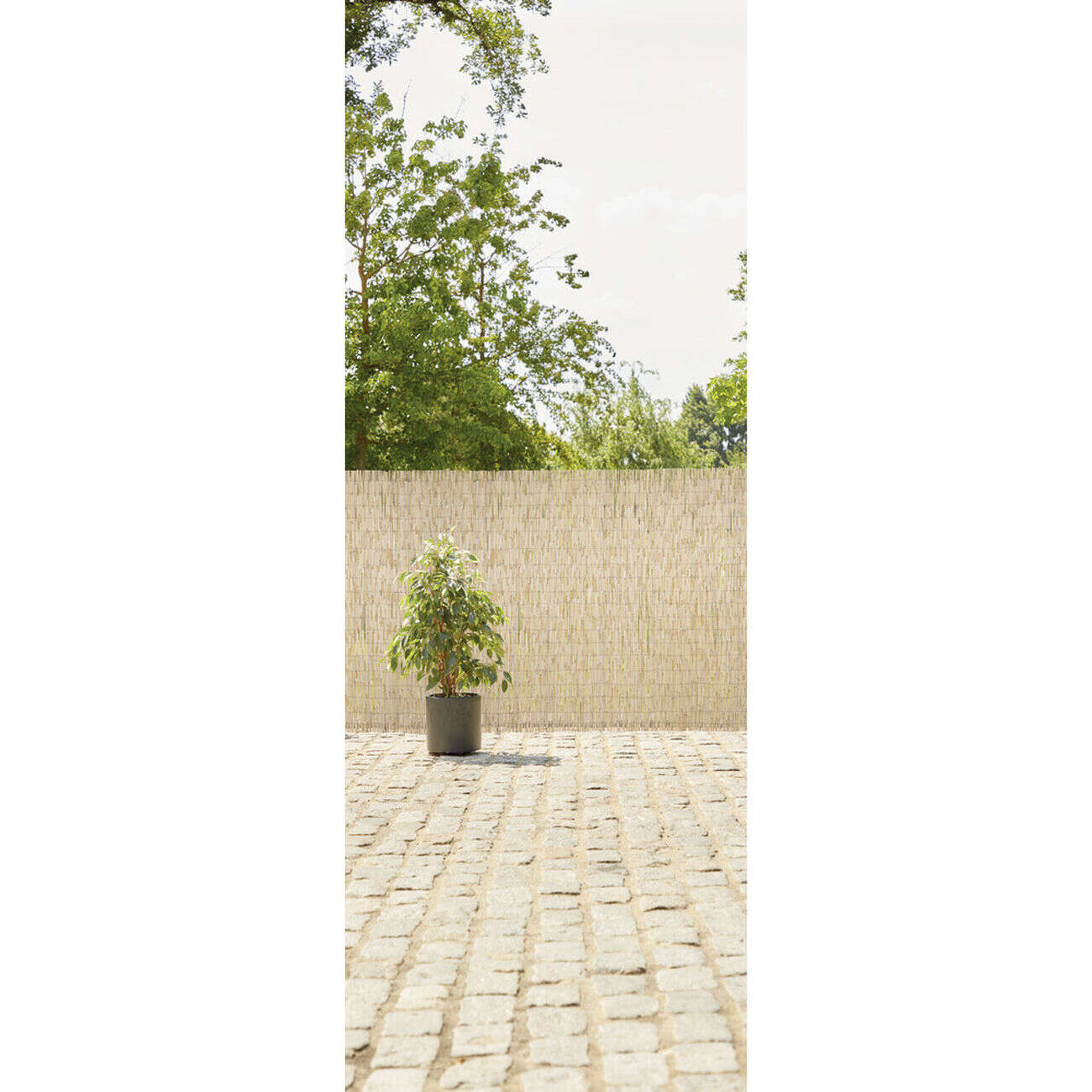 Brise-vue osier roseau pelé L300x200cm