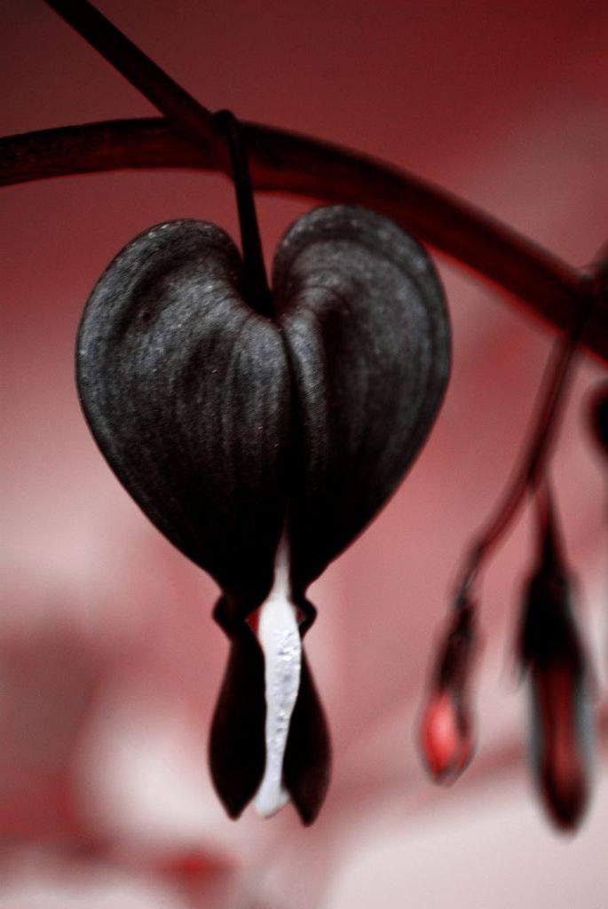 Daisy Garden 10 Pcs Black Bleeding Heart Seeds Dicentra Spectabilis Shade Flower Garden