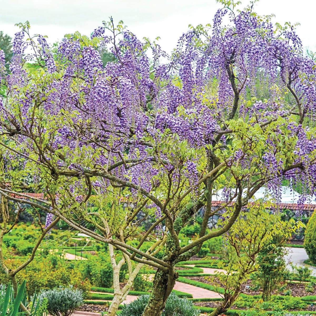 Spring Hill Nurseries Tree Form Wisteria Blue Flowering Shrub Bare Root | 13344