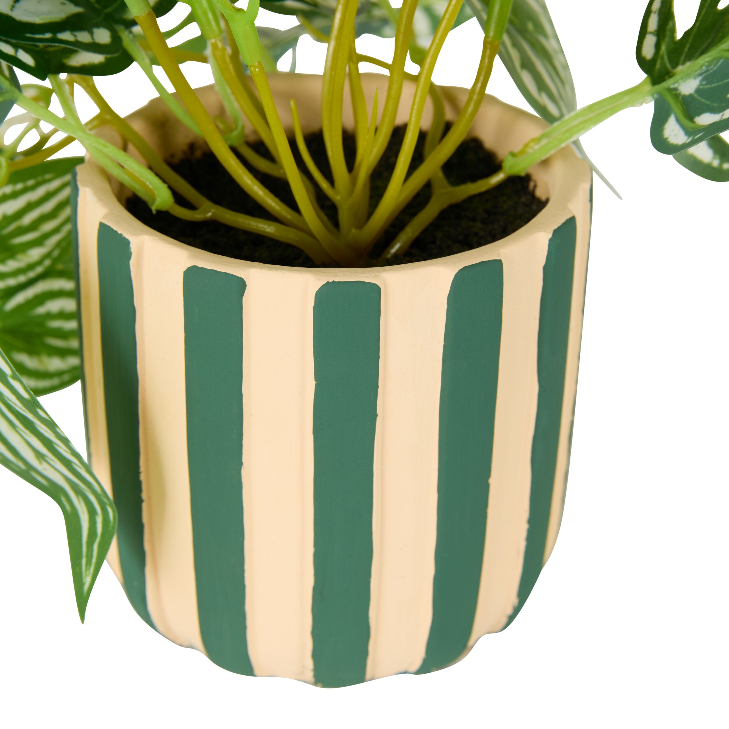 Folia Fittonia in Striped Ceramic Pot