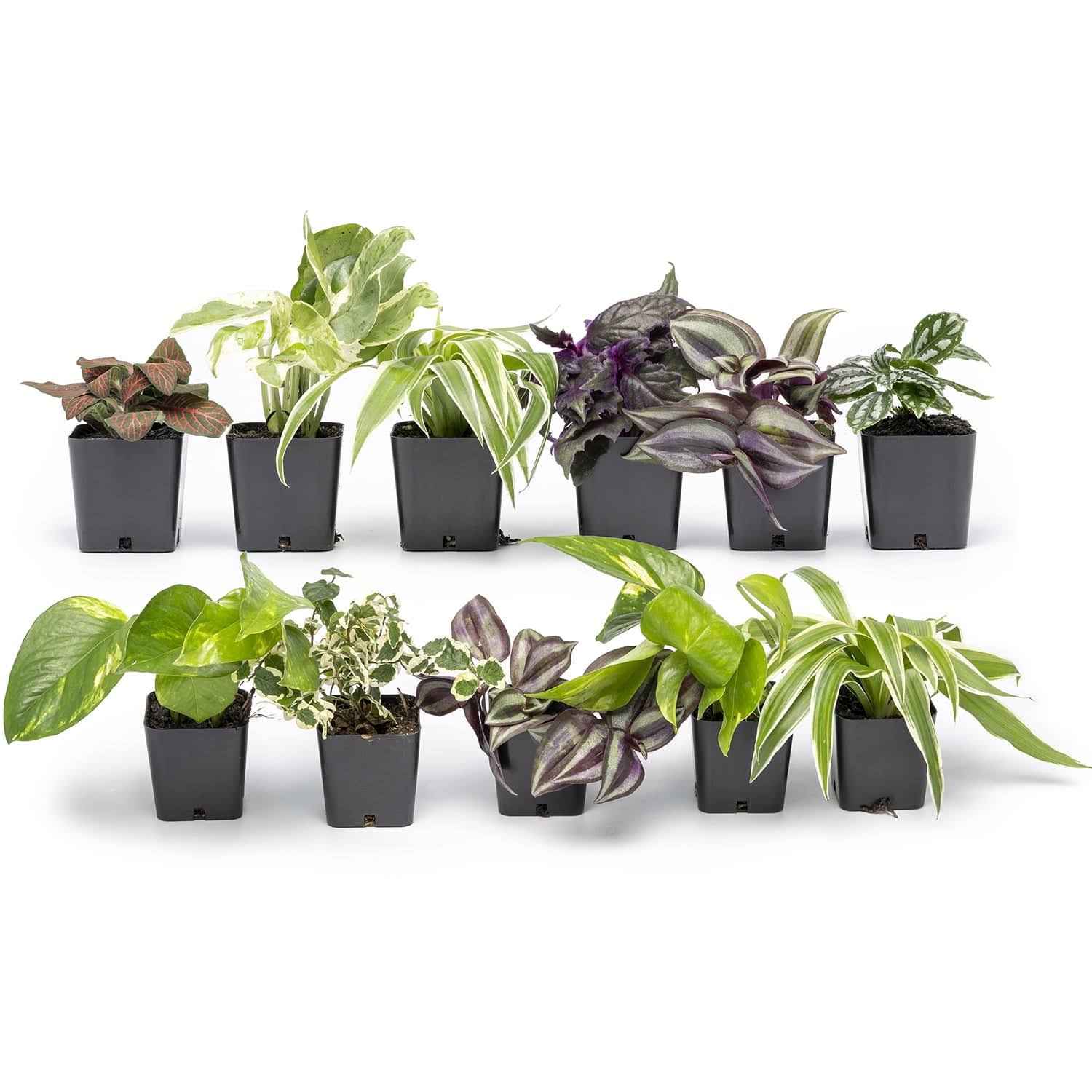 Altman Plants Live Houseplants 12pk, Indoor Plants for Delivery Prime, Live Plants and Gardening Gifts for Plant lovers, Planters for Indoor Plants