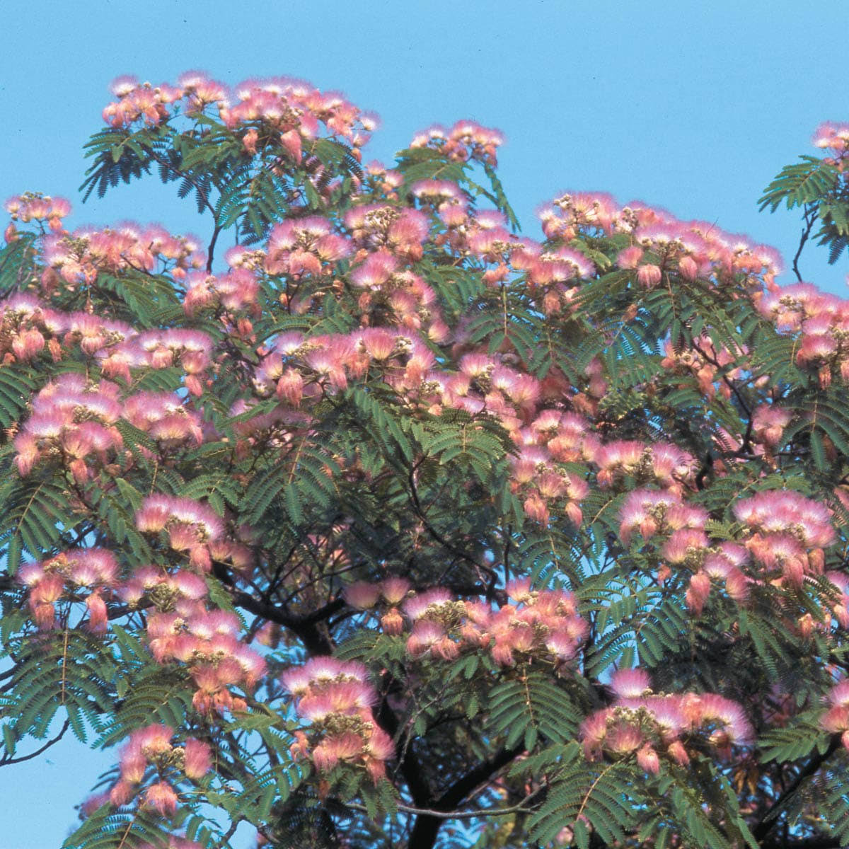 Hardy Mimosa Dormant Bare Root Flowering Starter Shrub (1-Pack)