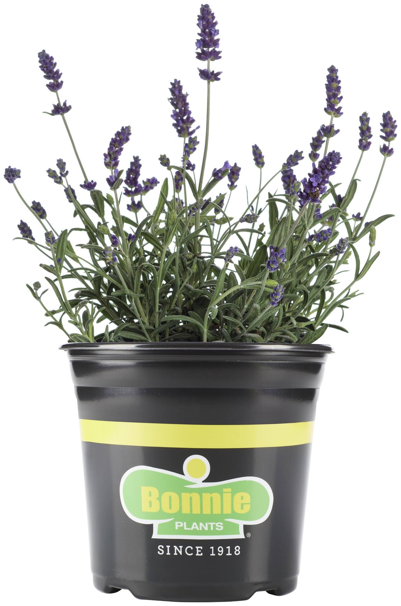 Bonnie Plants 2.32 Qt. Lavender