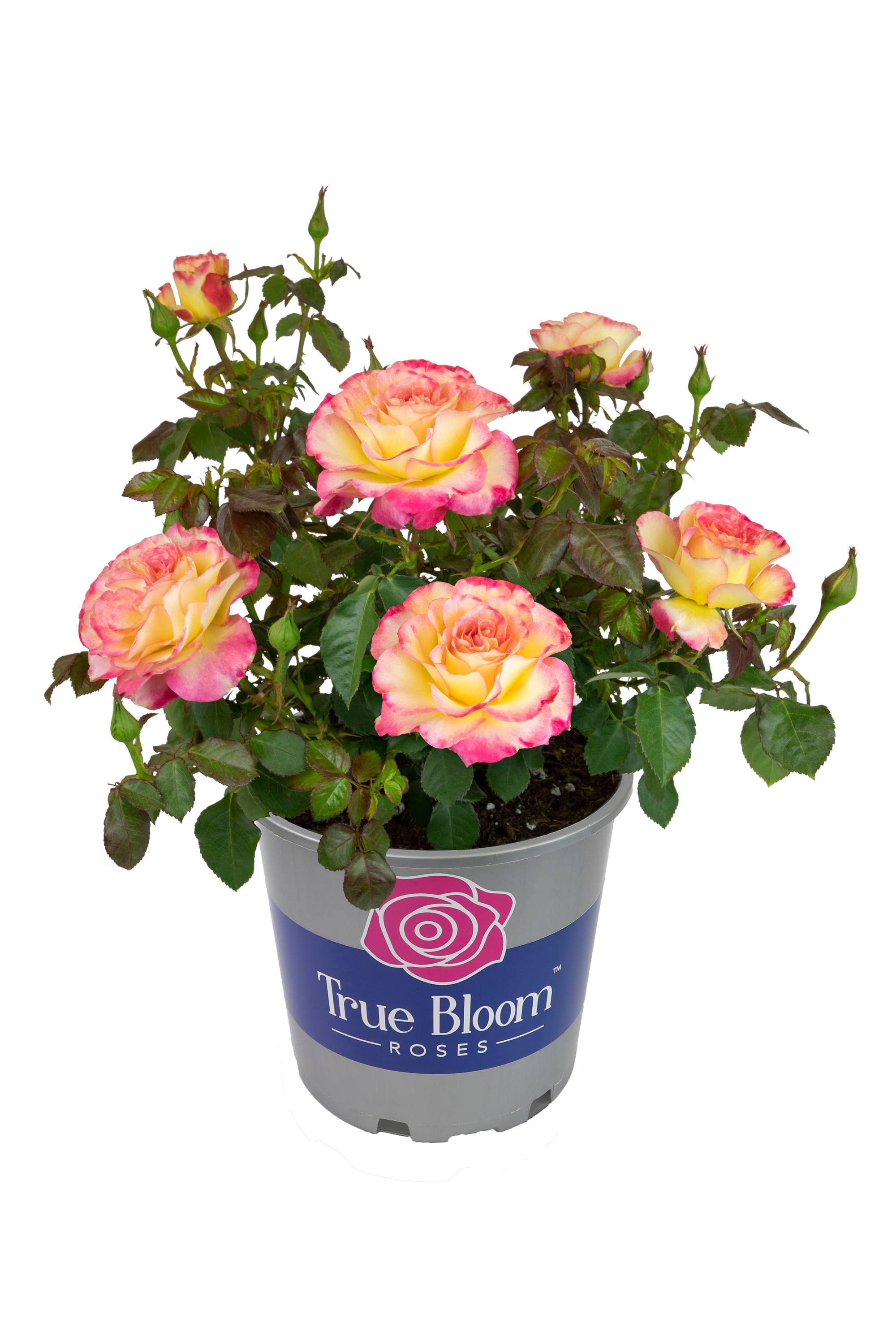True Bloom by Altman Plants 8qt True Sincerity Live Rose