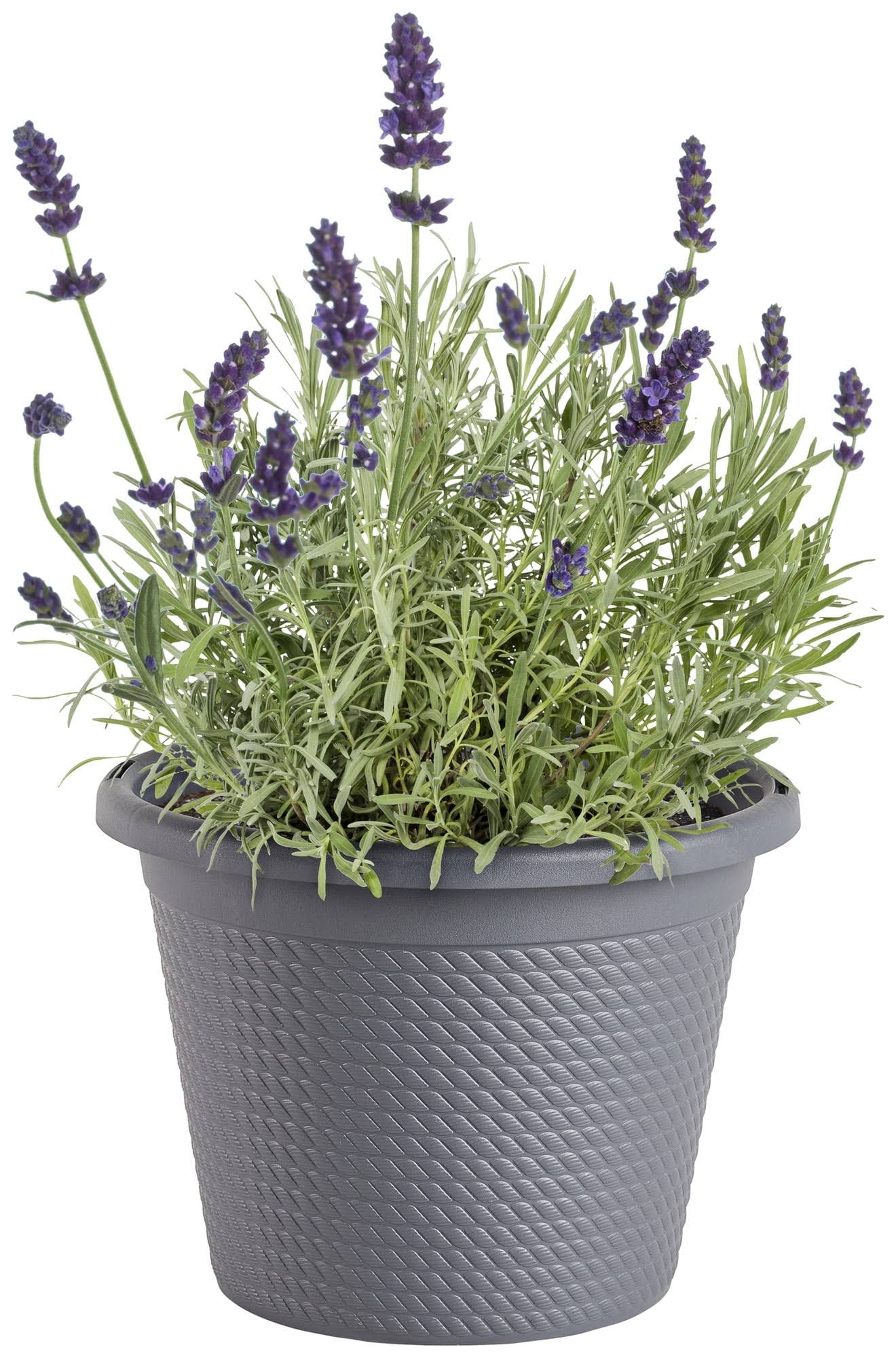 Bonnie Plants 8