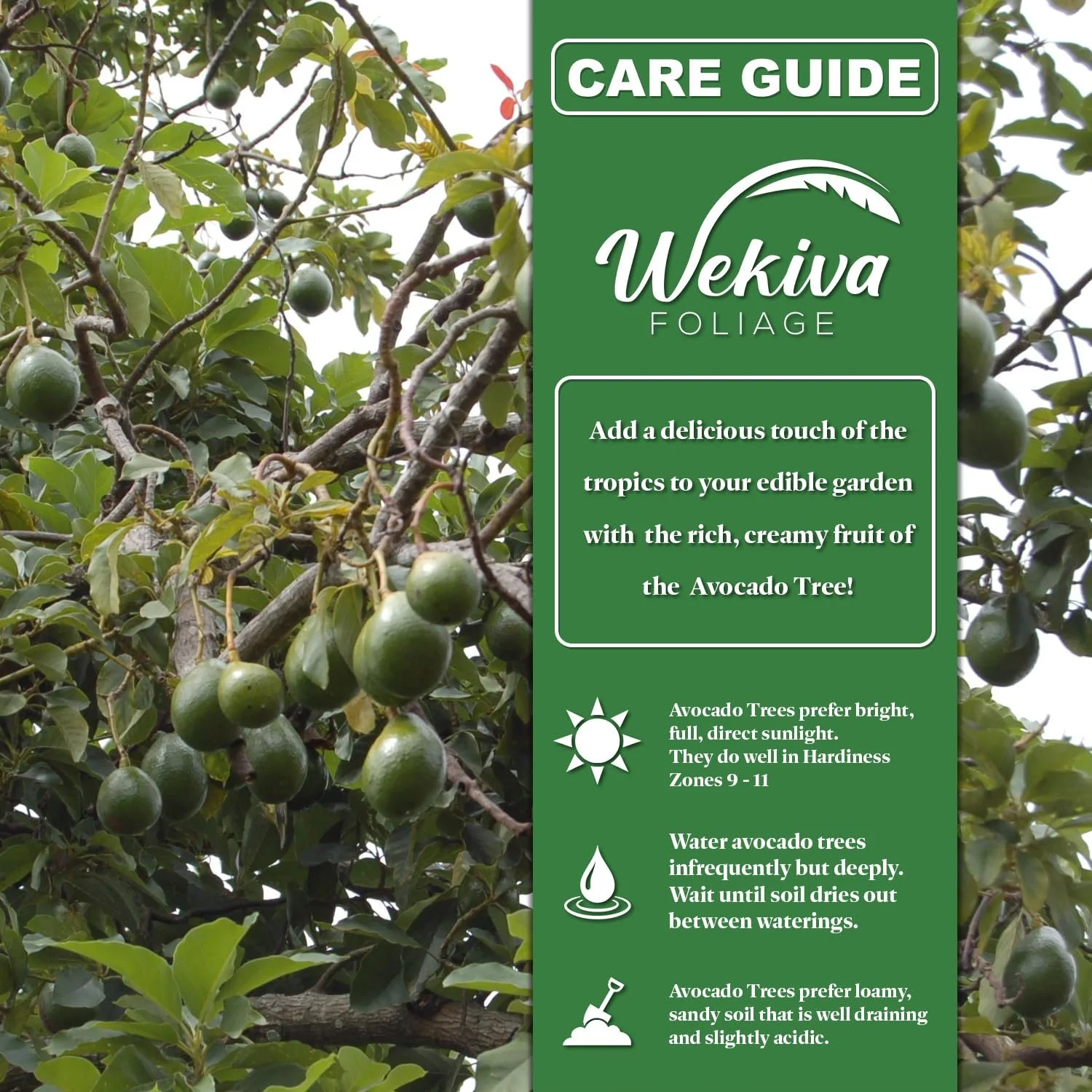 Brogdon Avocado Tree Grafted Live Plant in a 3 Gallon Growers Pot Persea Americana Beautiful Edible Fruit Bearing Tree for Patio and Garden(Brogdon) - Image 3