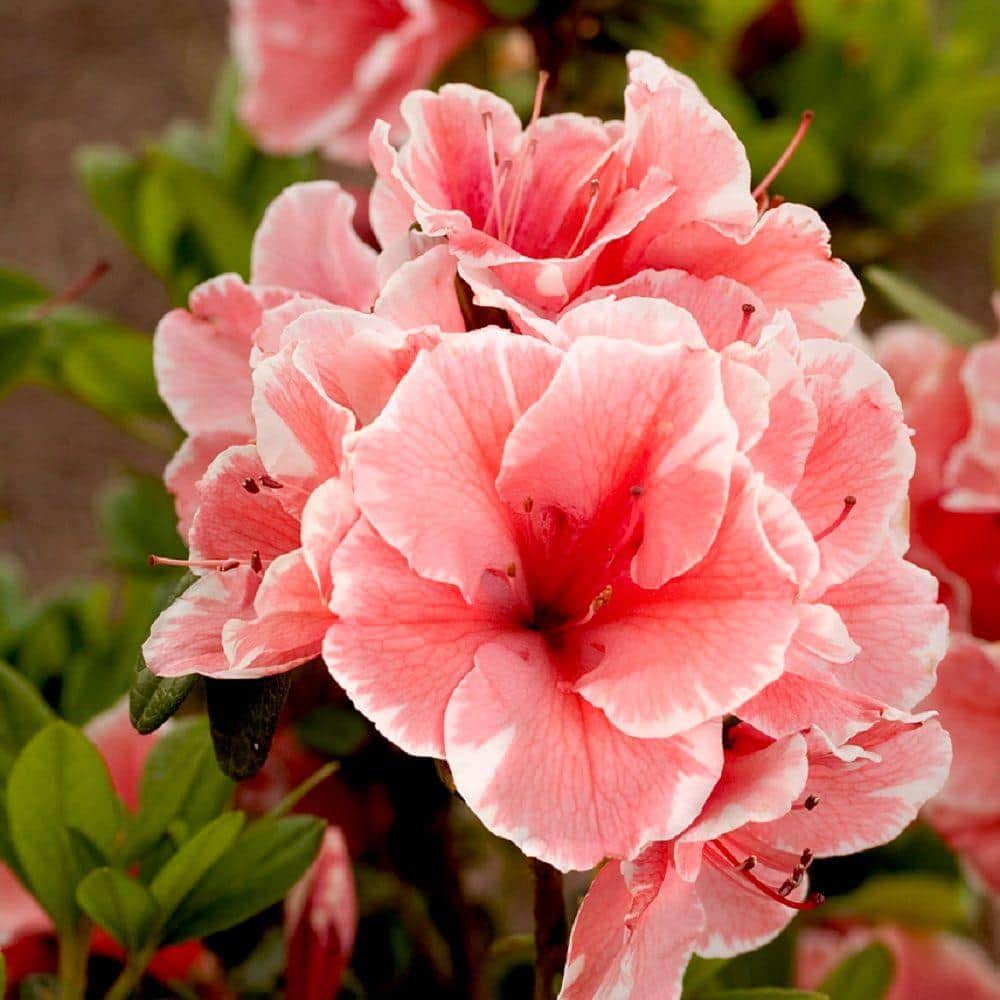 1 gal. Autumn Sunburst Shrub with Bicolor Coral Pink and White Reblooming Flowers
