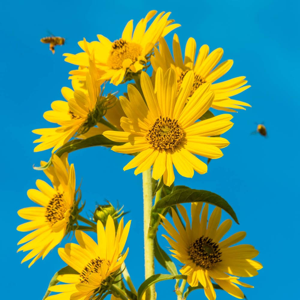 Gardens Alive! Yellow Maximillian Sunflower (Helianthus) Perennial Plant in 1-Pack Bareroot | 64039