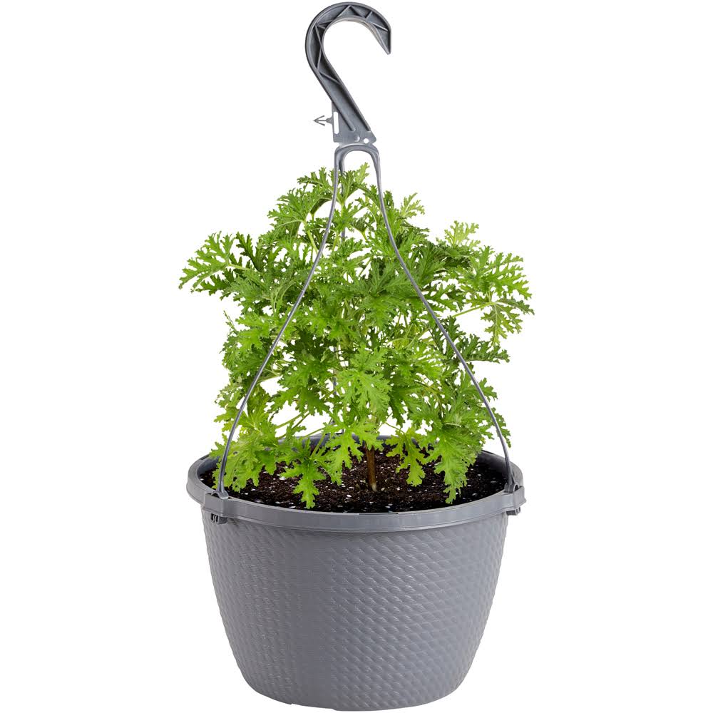 Bonnie Plants Mo 10