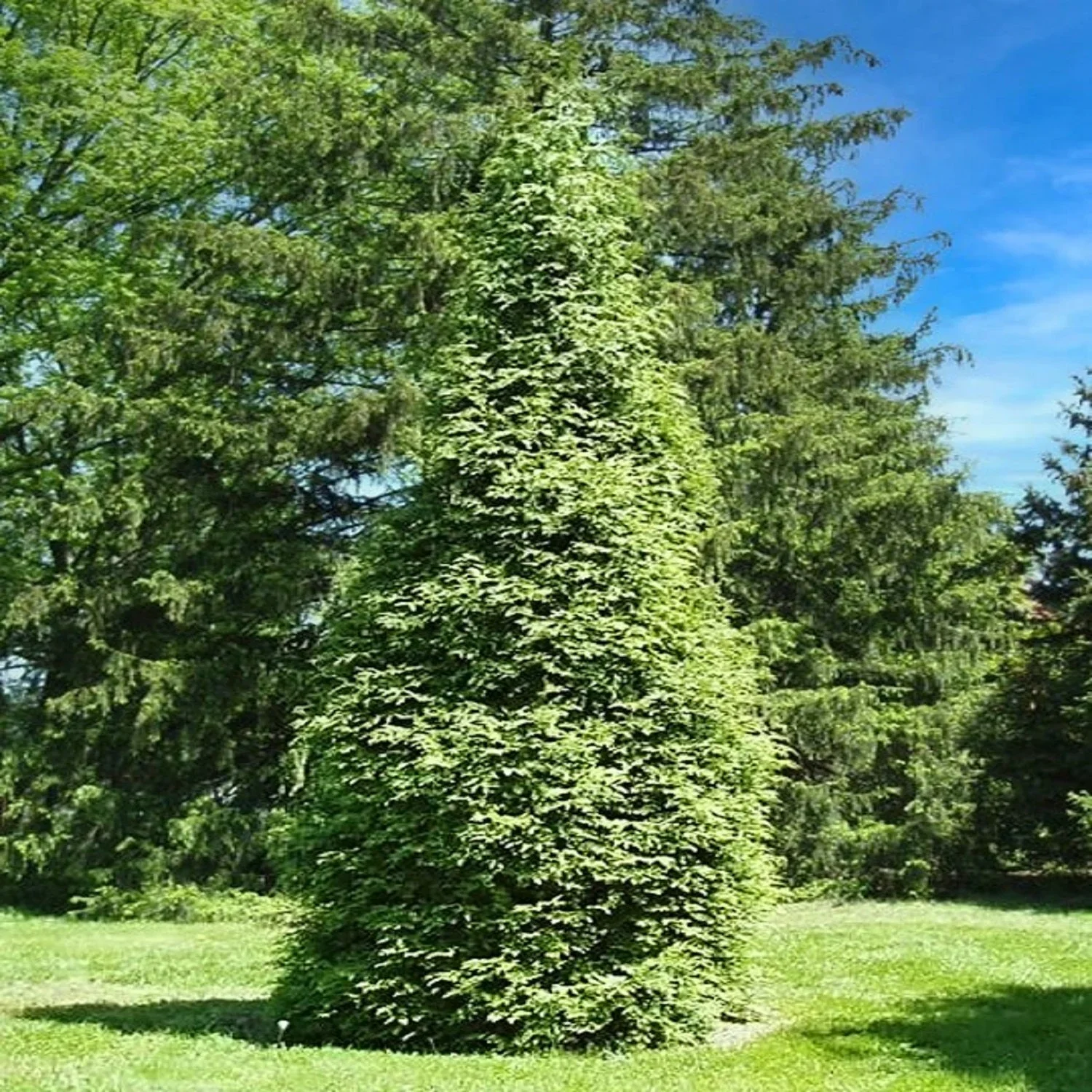 Expert Gardener 3-4 ft. tall Leyland Cypress Live Tree in 7-Gallon Grower Pot