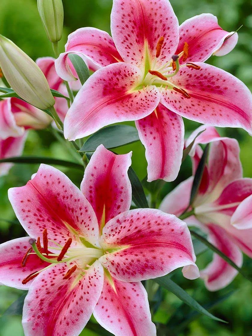 Van Zyverden Lilies Premium Oriental Stargazer (Set of 7 Giant Mammoth Bulbs)