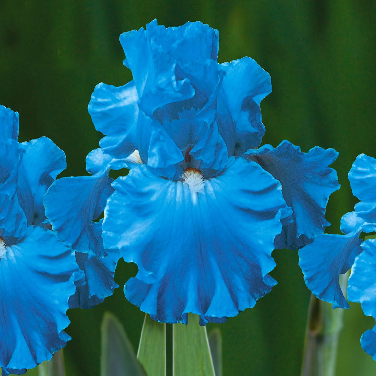 Van Zyverden Iris Bearded Full Tide Dormant Bulb Full Sun; 6+ Hrs Blue