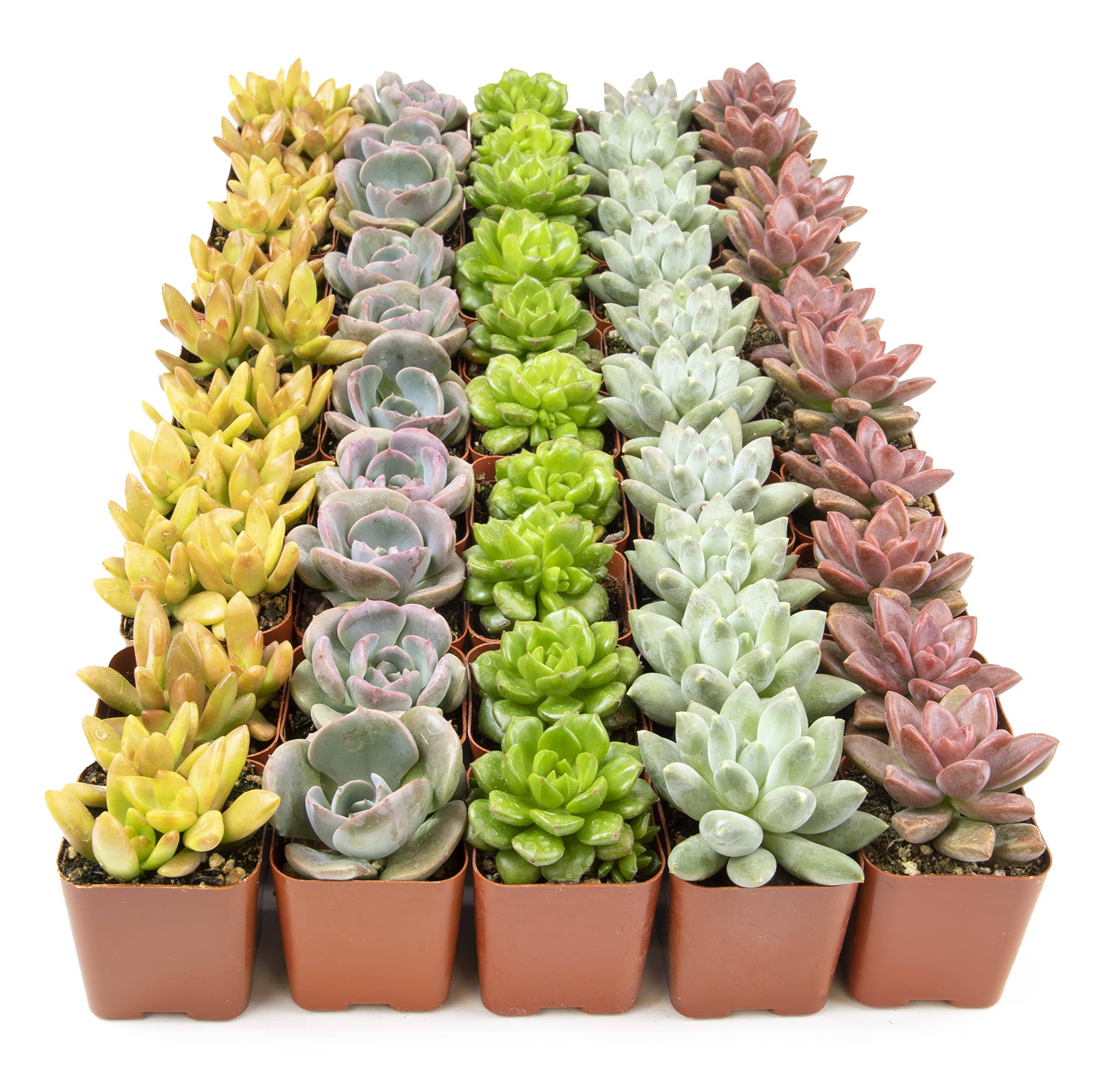 Live Succulents Plants Live Bulk Plant Tray (50 Pack), Bulk Succulents Live Indoor Plants Live Houseplants, Live Plants in Cactus and Succulent Soil