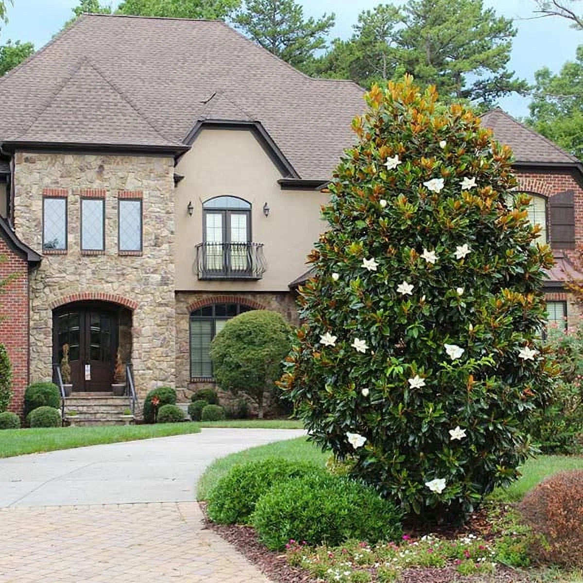 Little Gem Magnolia Tree, 3-4 ft. No Shipping To AZ,OR(3-4 ft.) - Image 6