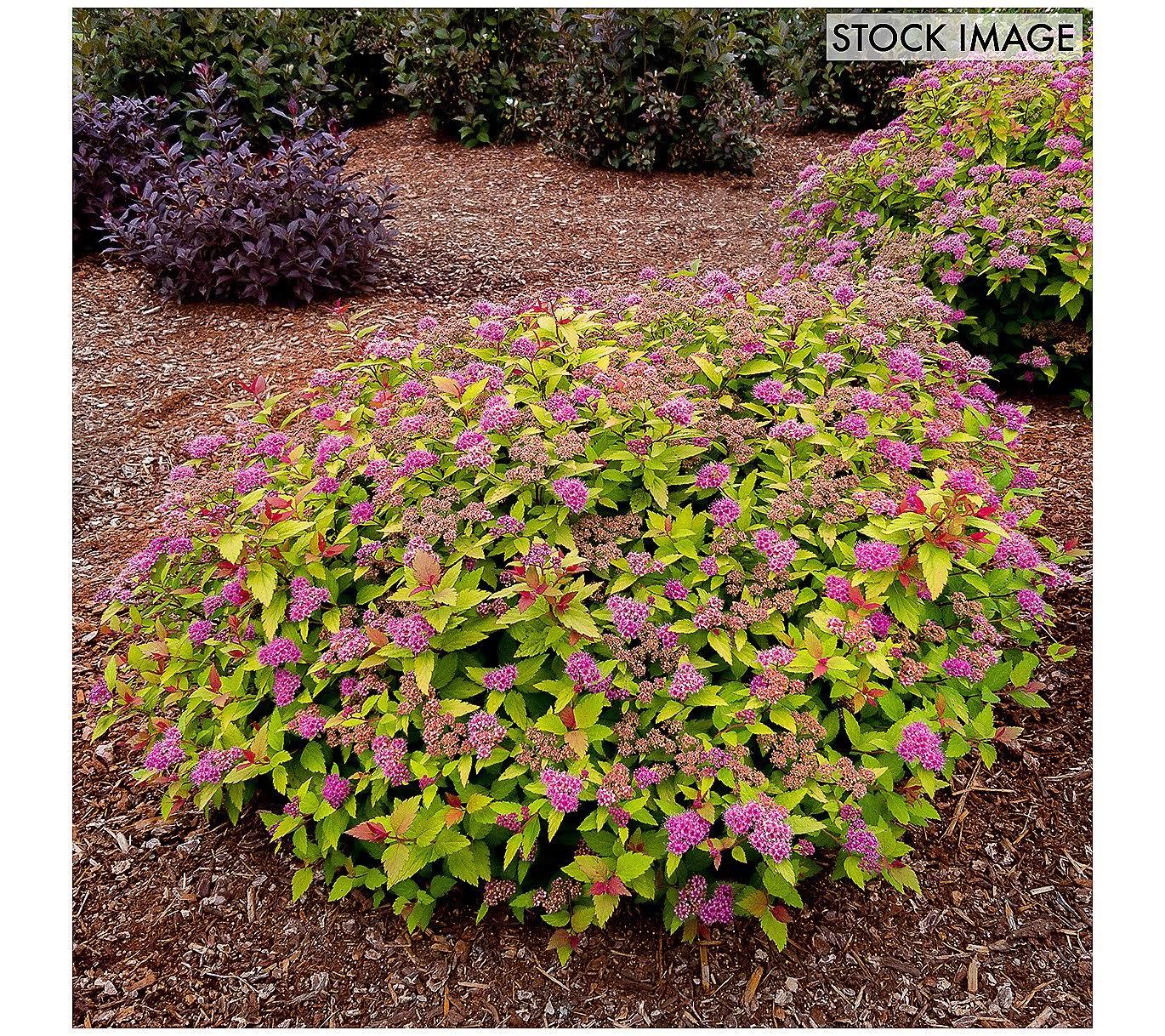 Spiraea Rainbow Fizz 4