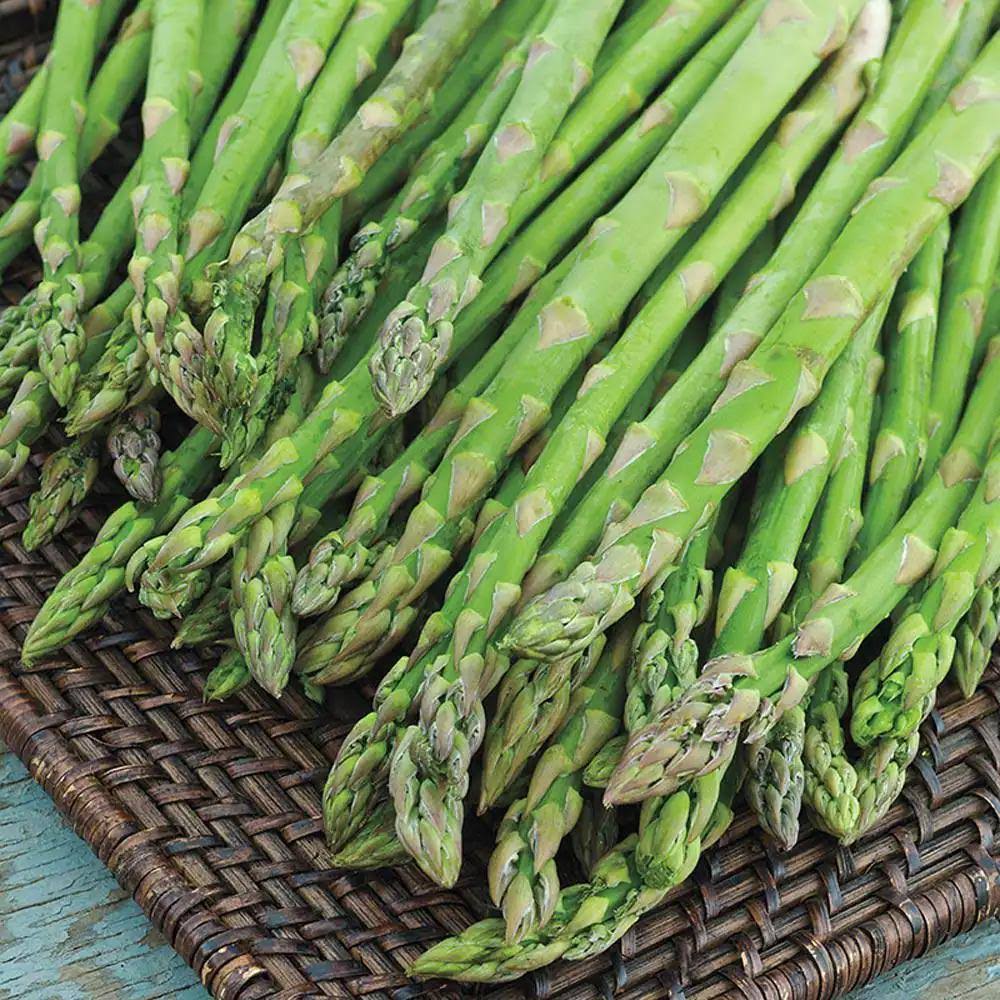 AsparaBest Asparagus - 10 Plants Medium Grade
