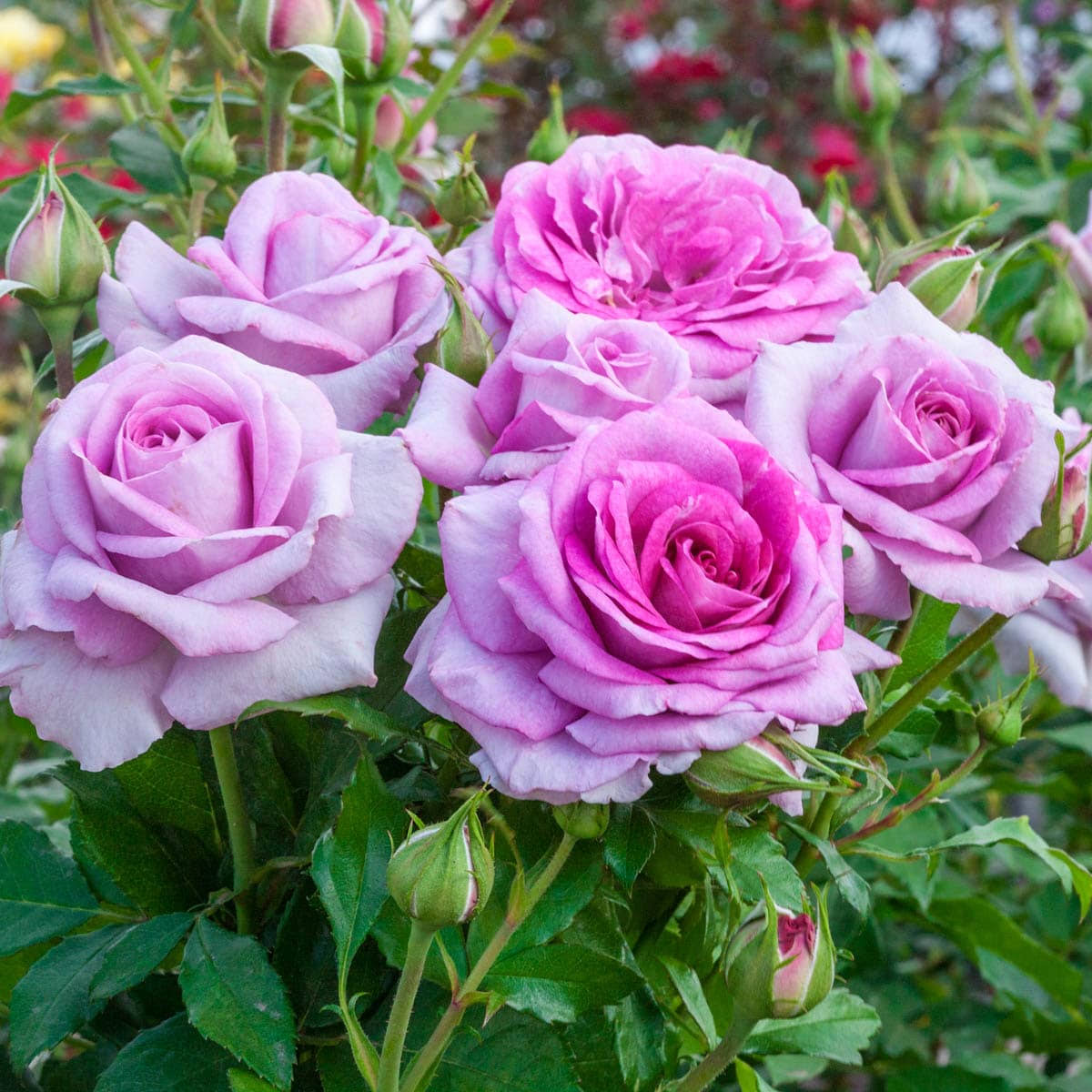 Spring Hill Nurseries 1 Pack in Bare Root Lavender Flowering Lifes Little Pleasures Mini Rose | 86303