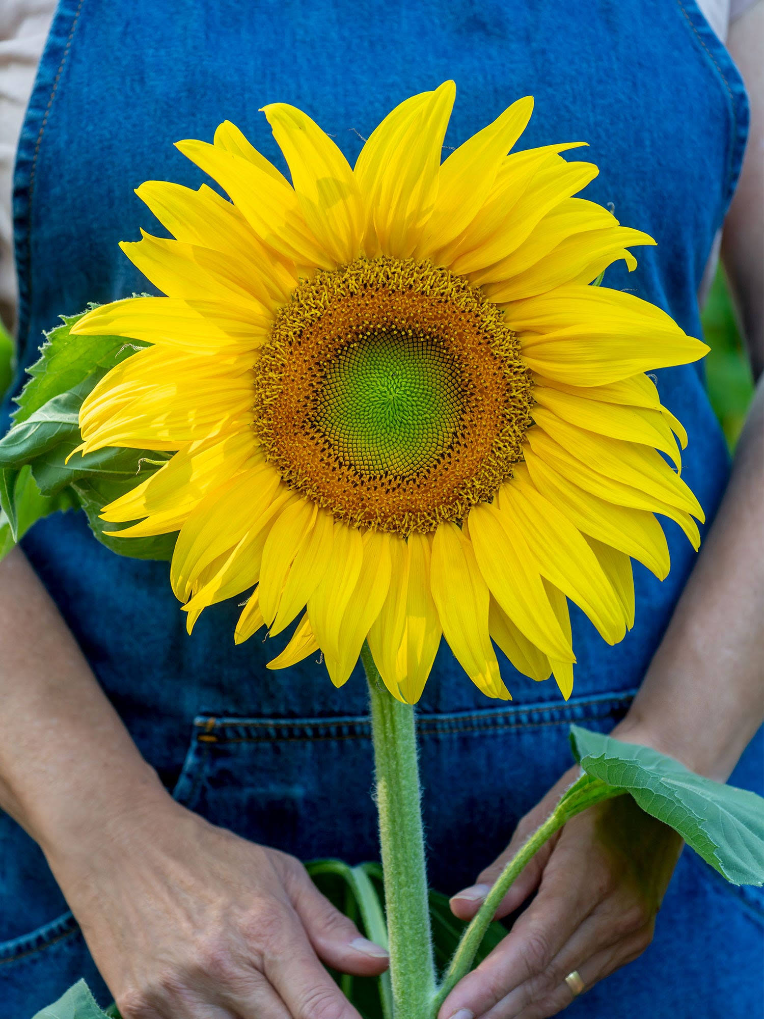 Burpee Mammoth Russian Sunflower Seeds 200 Seeds